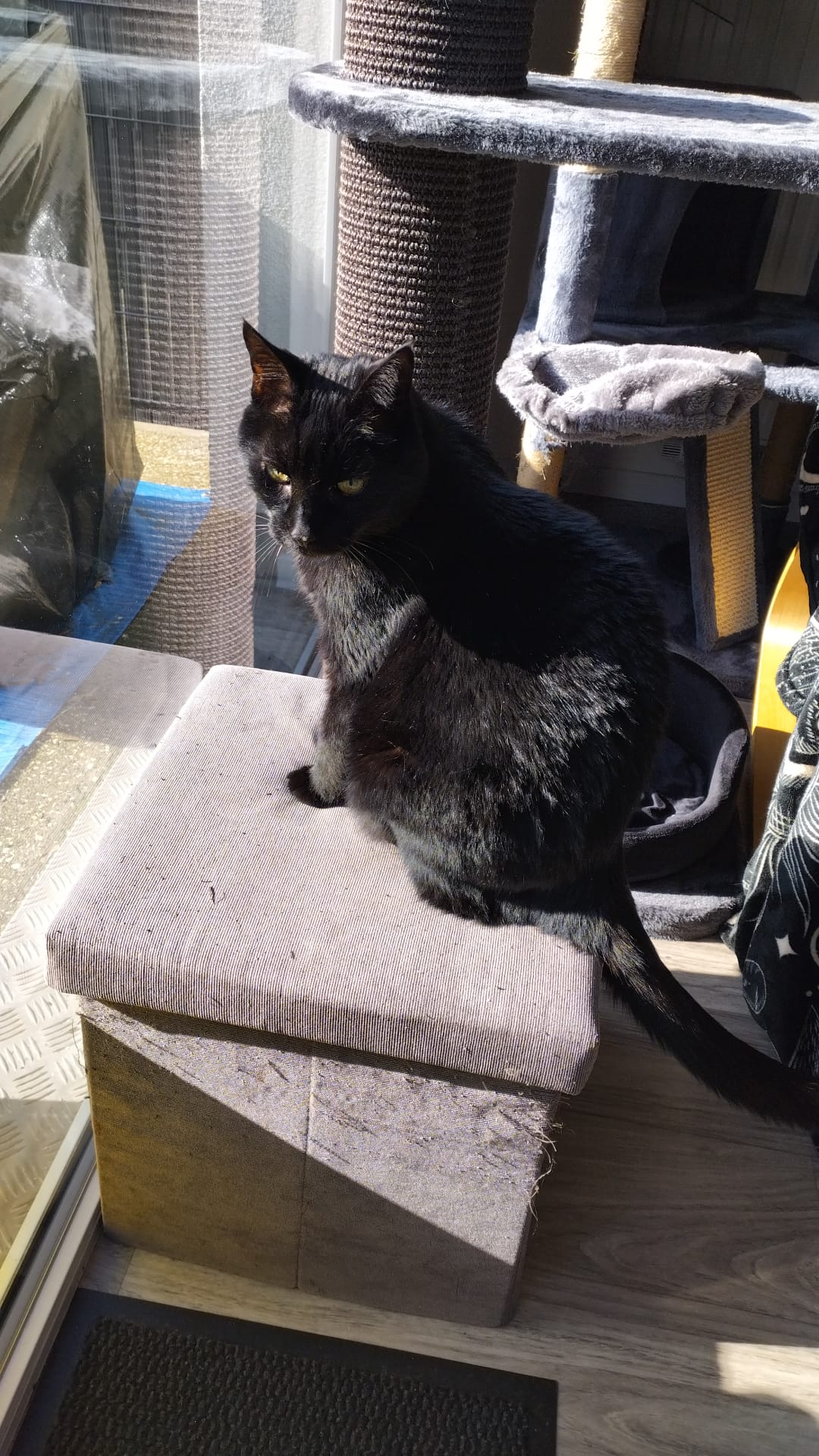 LaetiT'Patounes — photo