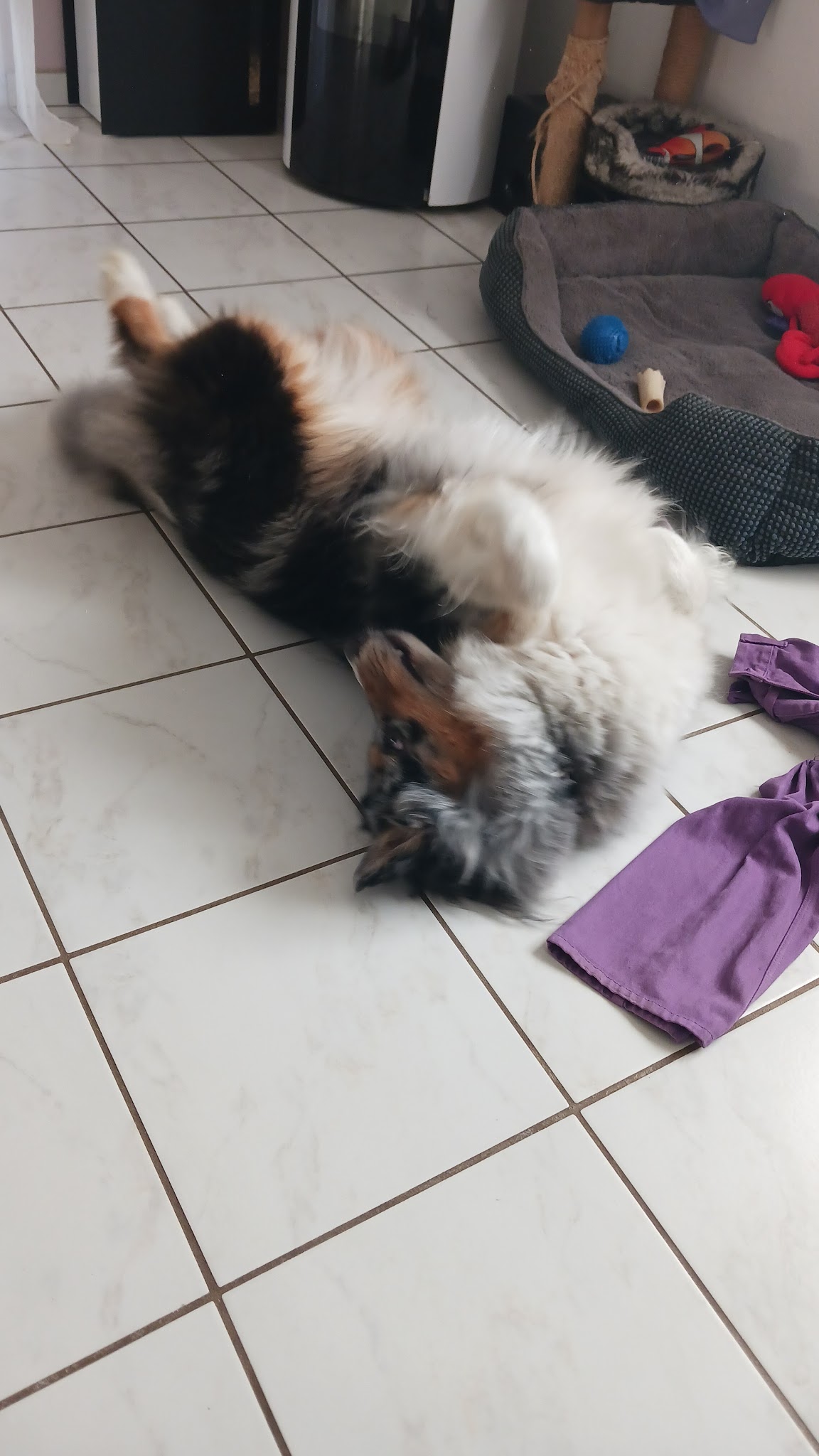 Coeur de Chat et Chien — photo
