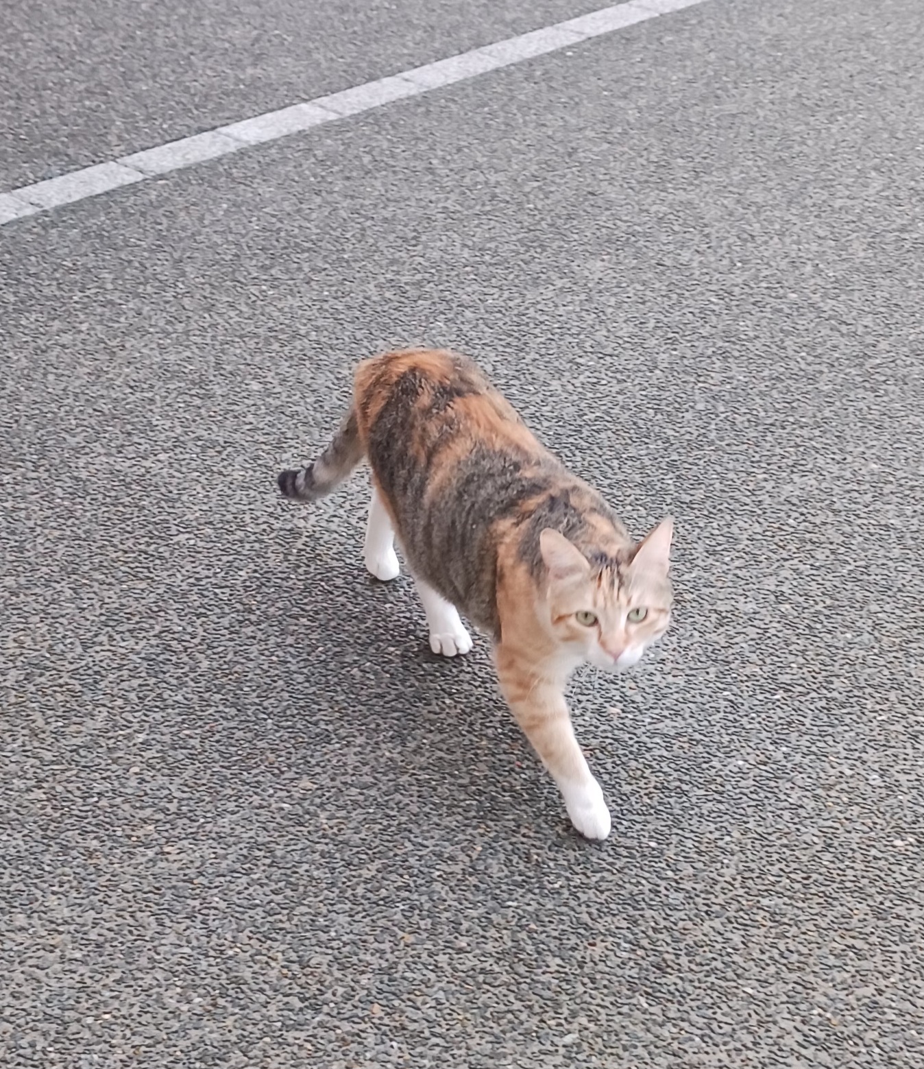 Coeur de Chat et Chien — photo