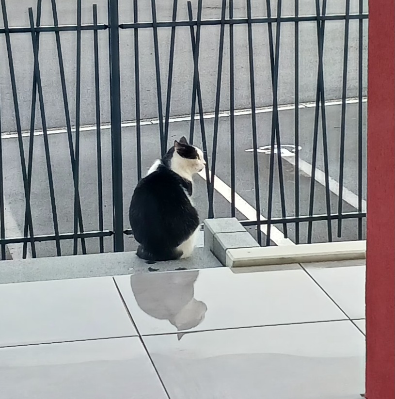 Coeur de Chat et Chien — photo