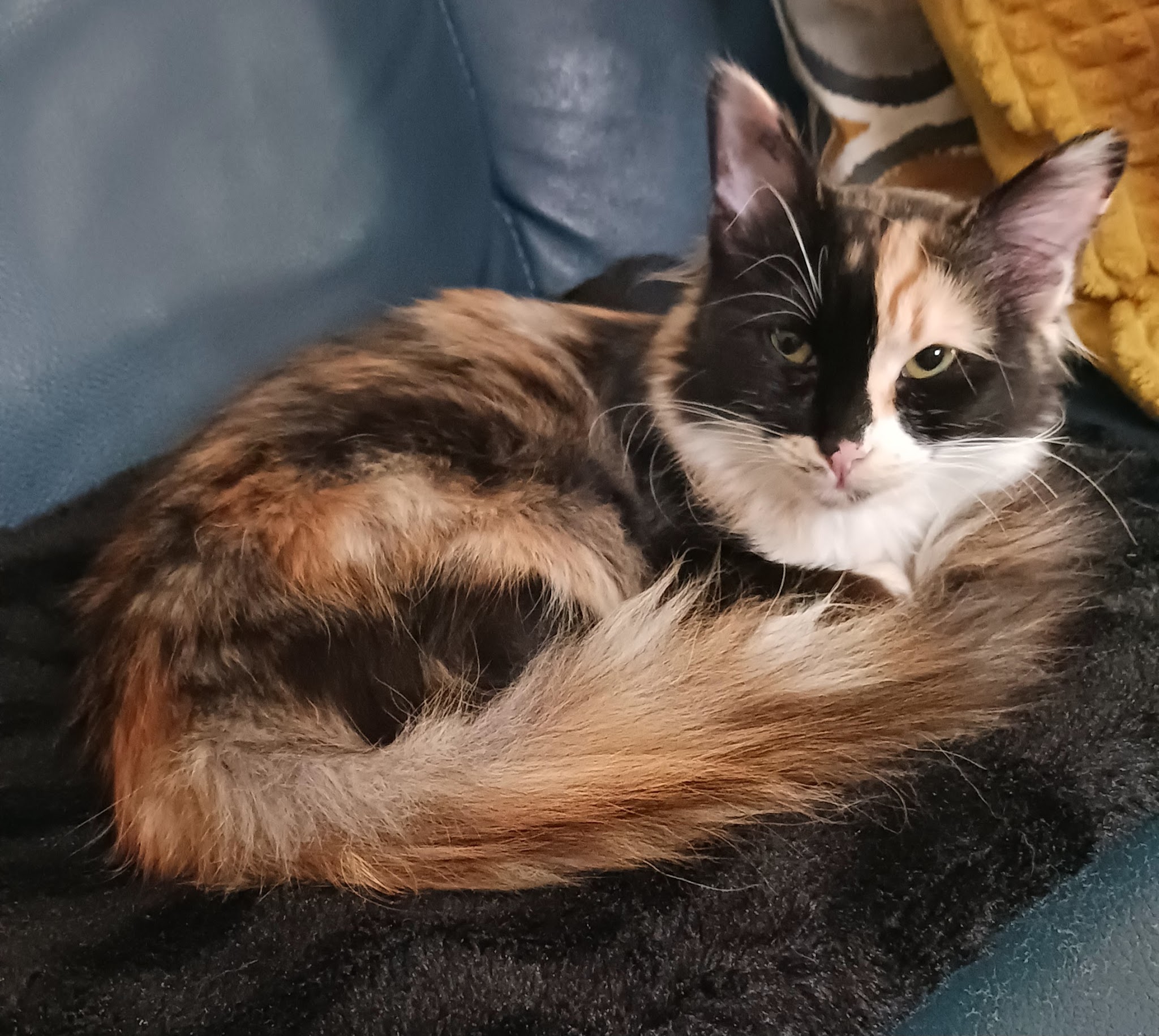 Coeur de Chat et Chien