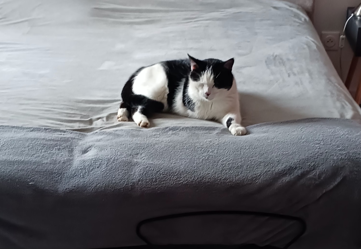 Coeur de Chat et Chien — photo