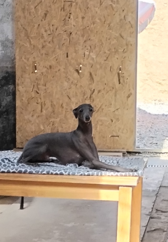 Céline et compagnie — photo