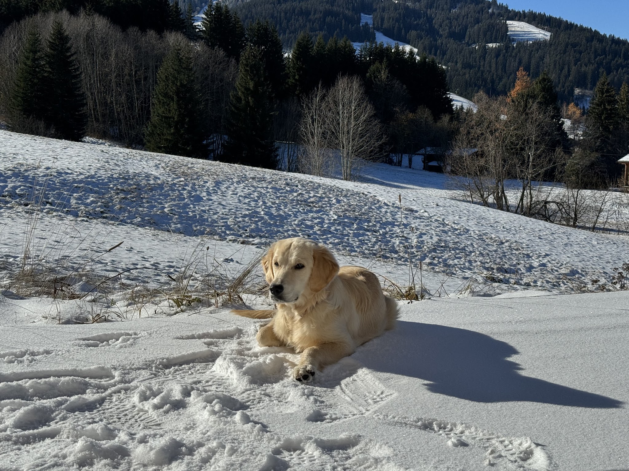 Educateur Canin - Au Service des Chiens — photo