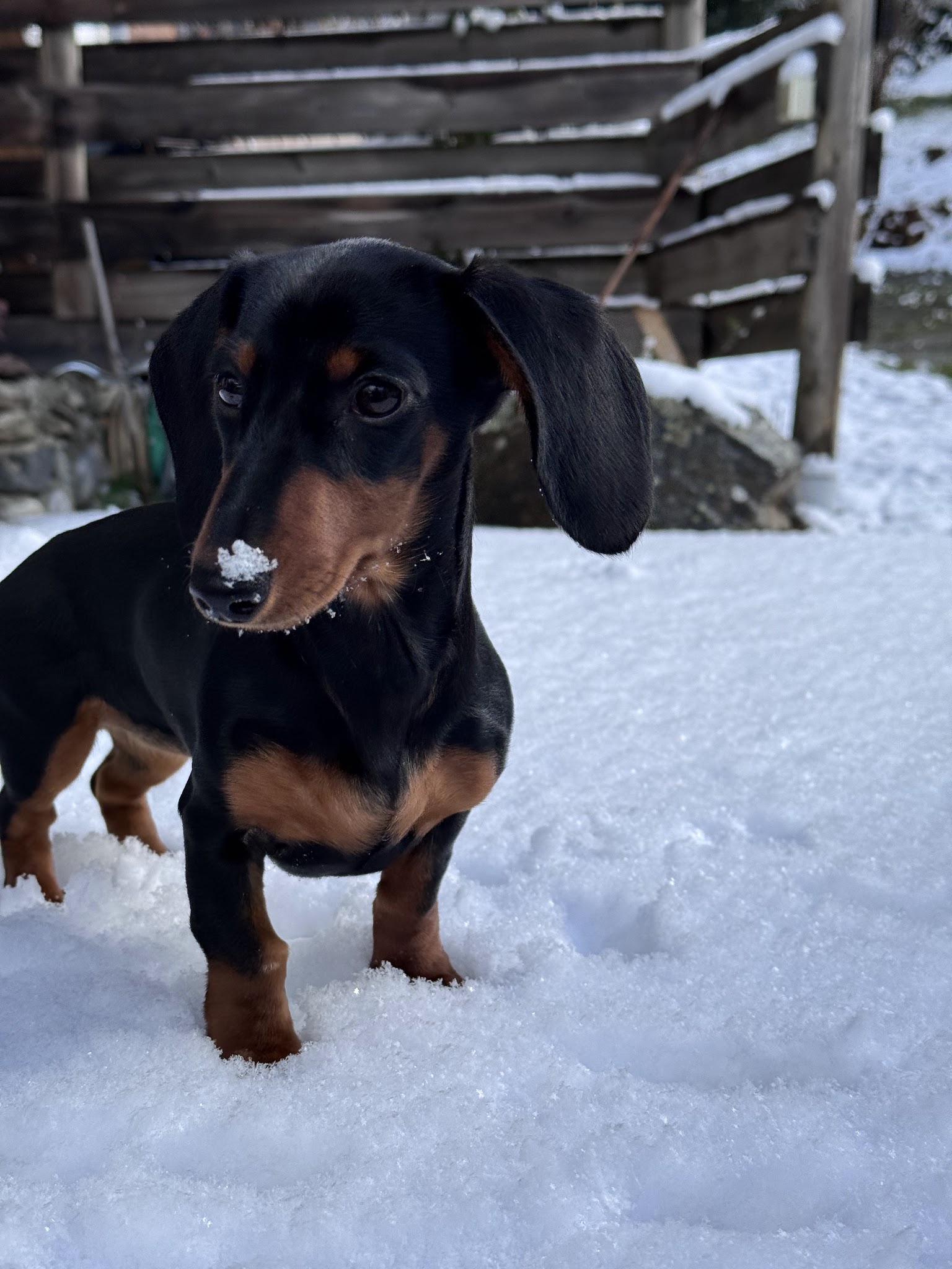 Educateur Canin - Au Service des Chiens — photo