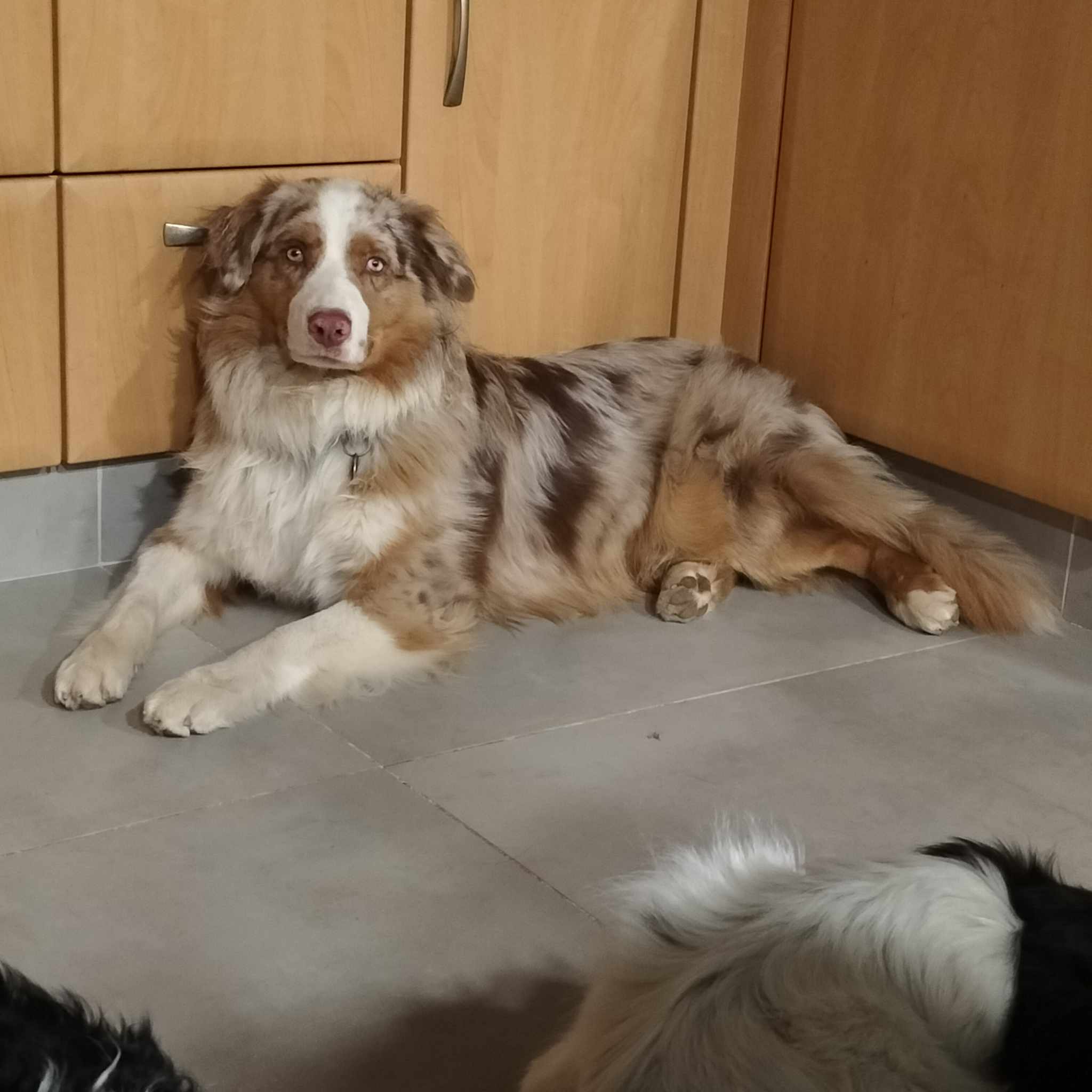 Les Copains de Maui