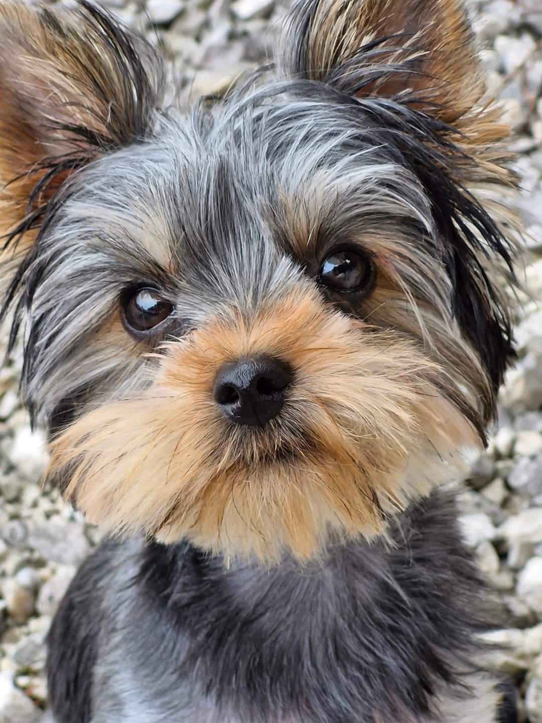 Doggie Faire - In Home Dog Boarding — photo