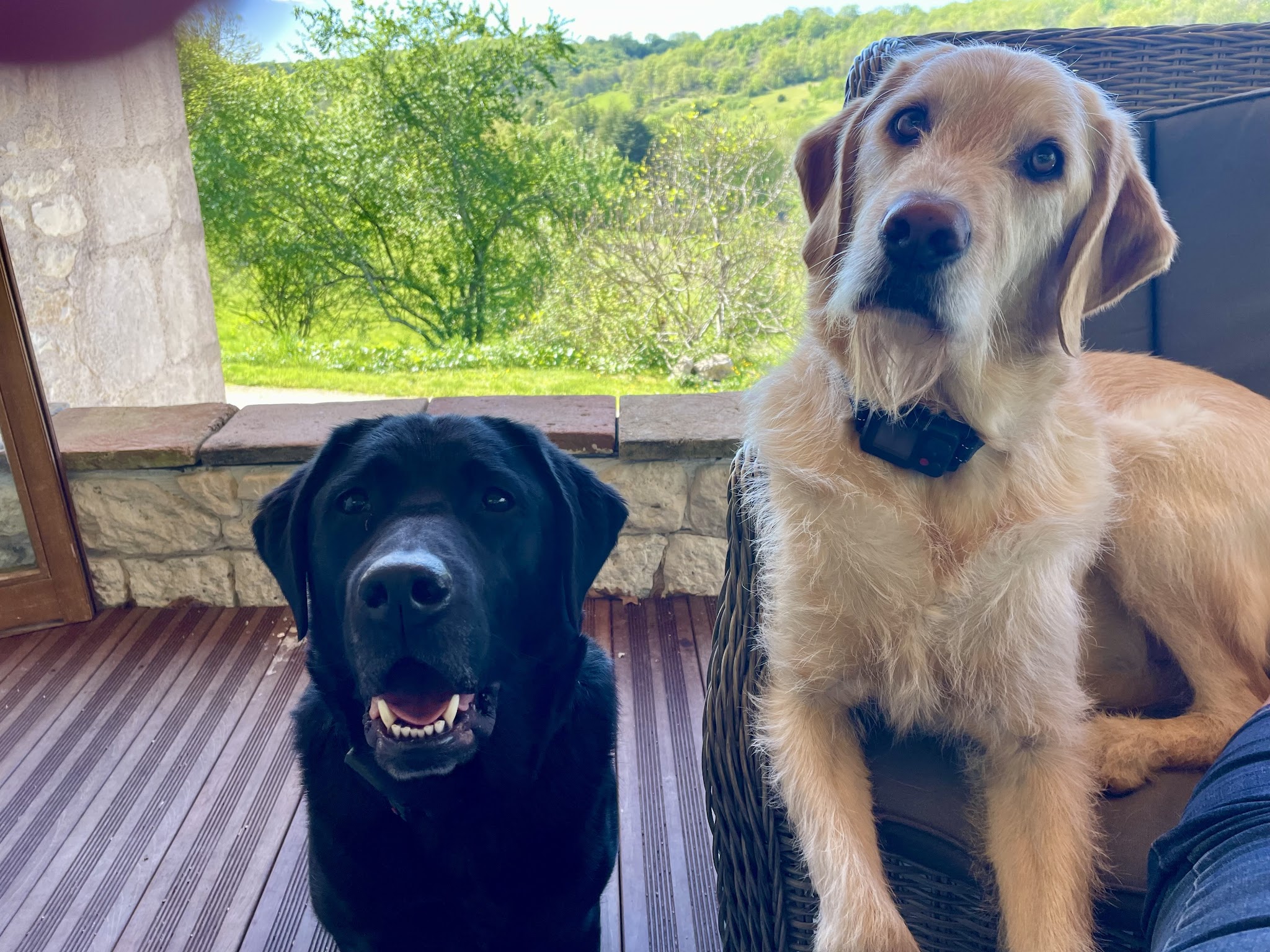 Doggie Faire - In Home Dog Boarding — photo