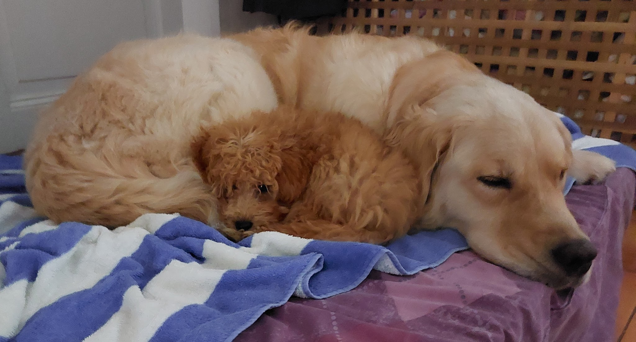 Doggie Faire - In Home Dog Boarding — photo