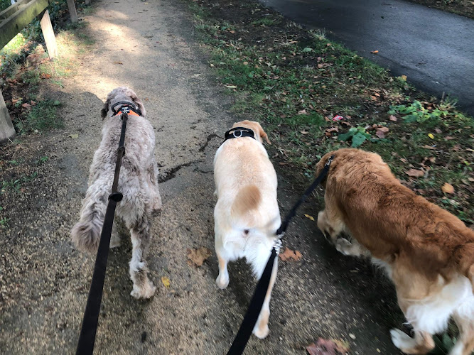 La Pension Canine et Féline de Joinville le Pont