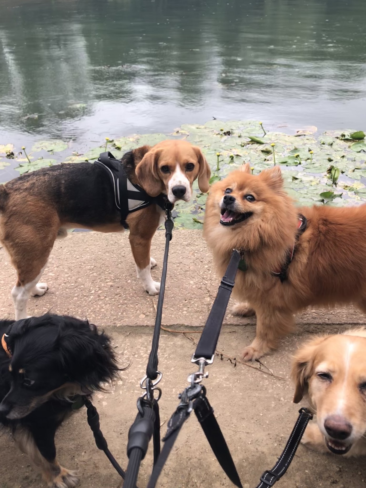 La Pension Canine et Féline de Joinville le Pont — photo