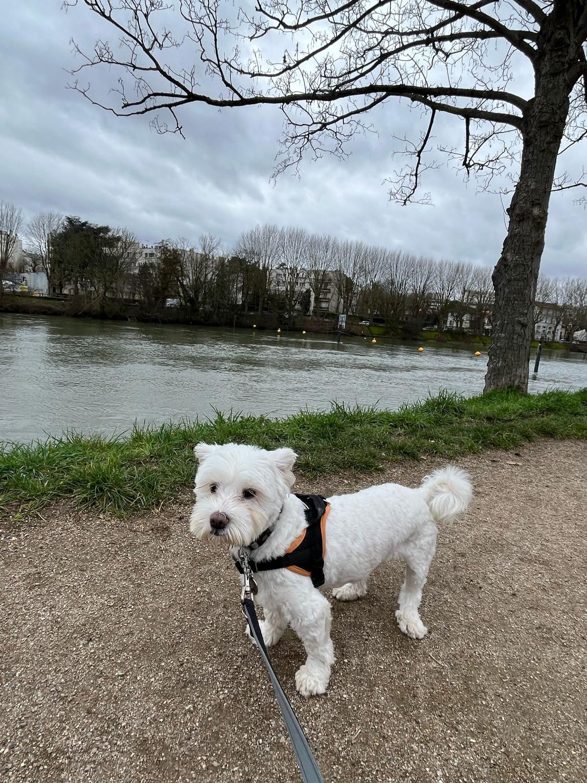 La Pension Canine et Féline de Joinville le Pont — photo