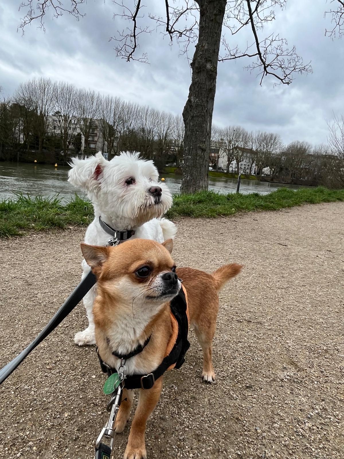 La Pension Canine et Féline de Joinville le Pont — photo