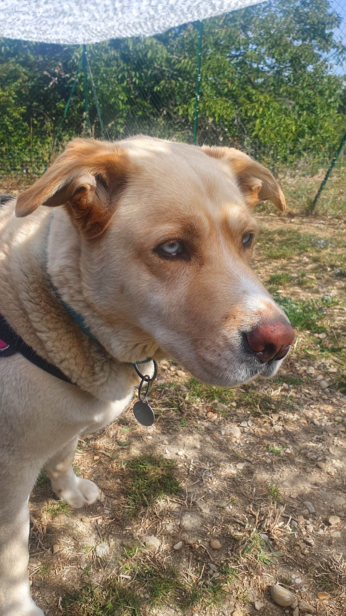 DOG PROVENCE — photo
