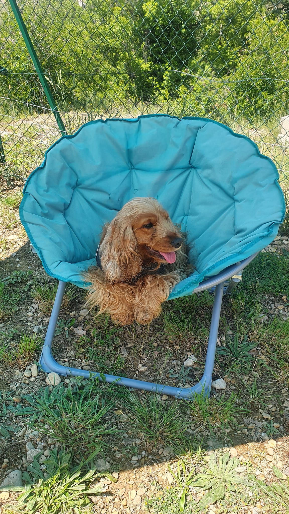 DOG PROVENCE — photo