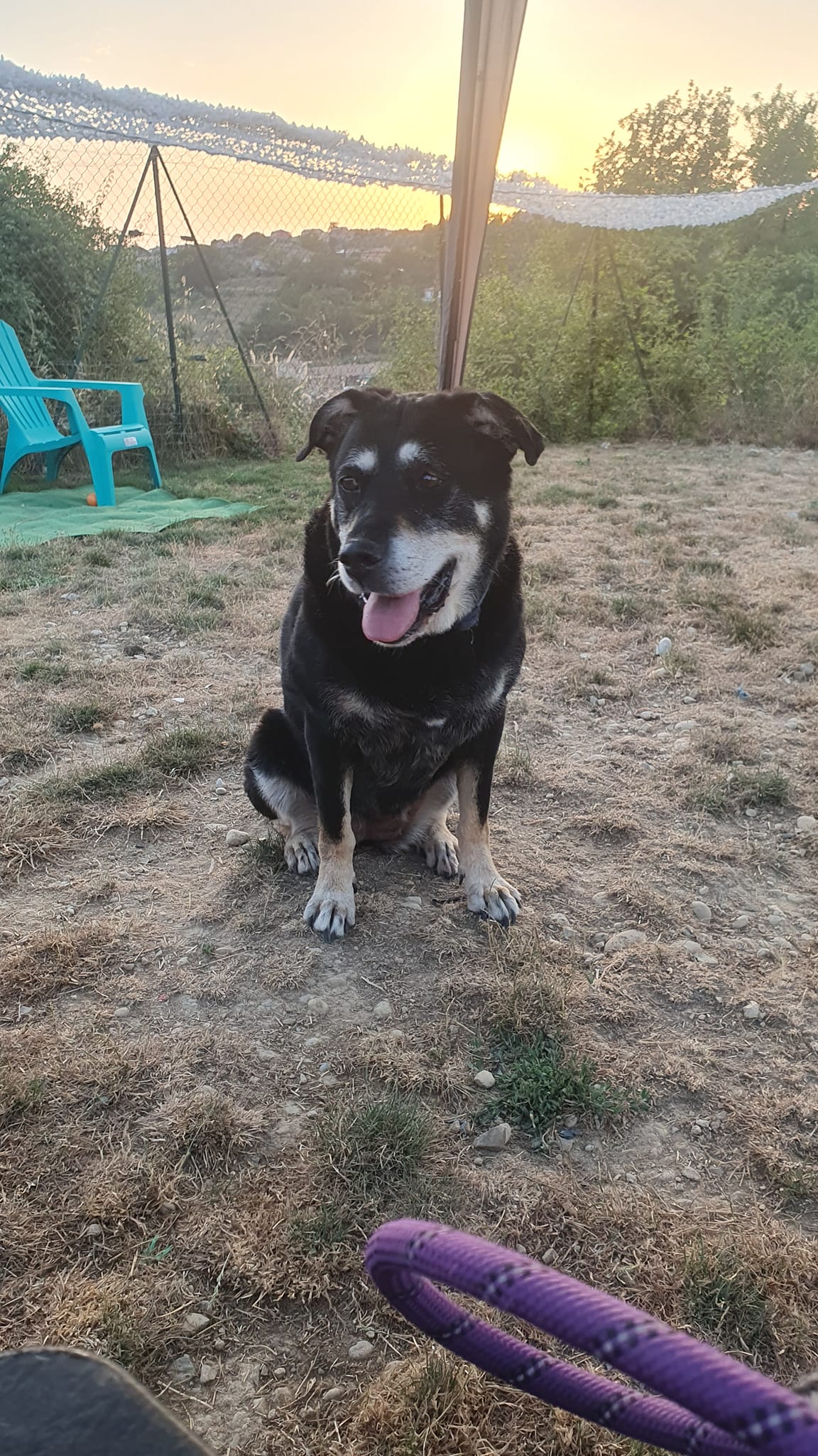 DOG PROVENCE — photo
