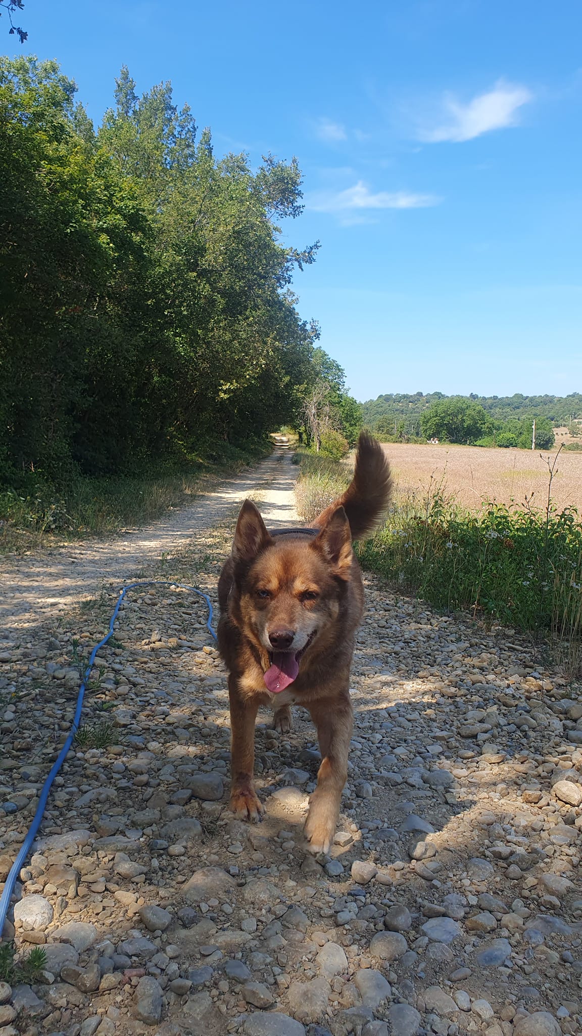 DOG PROVENCE — photo