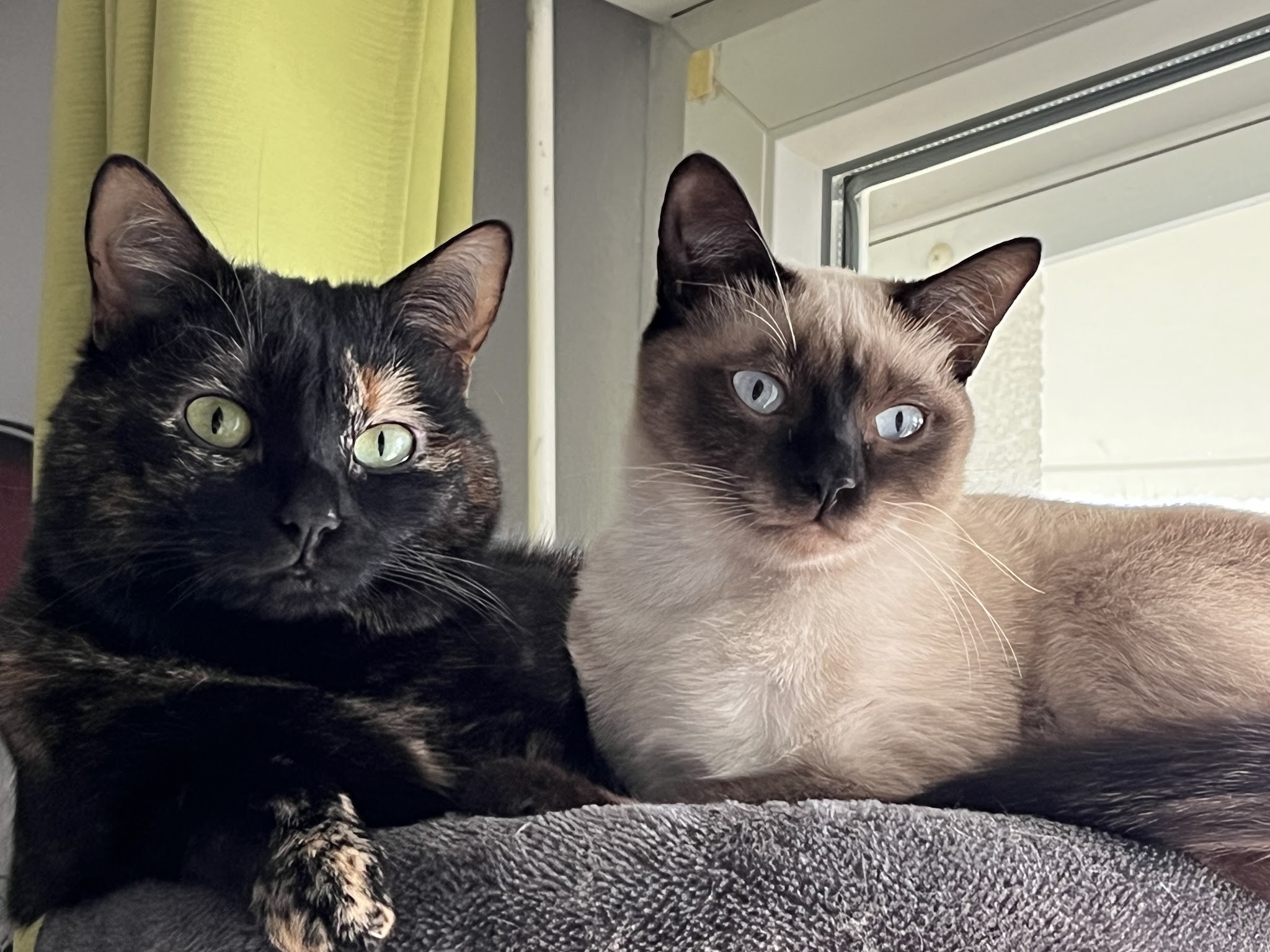 Happy Pets — photo
