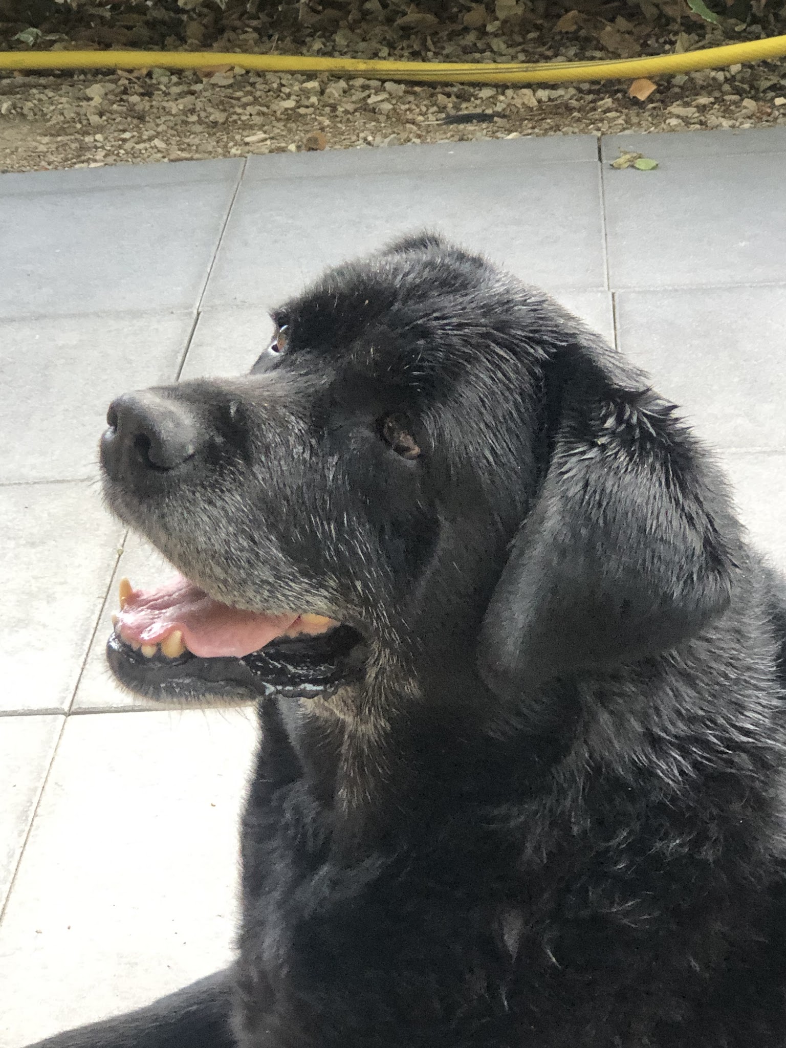 Happy Pets — photo