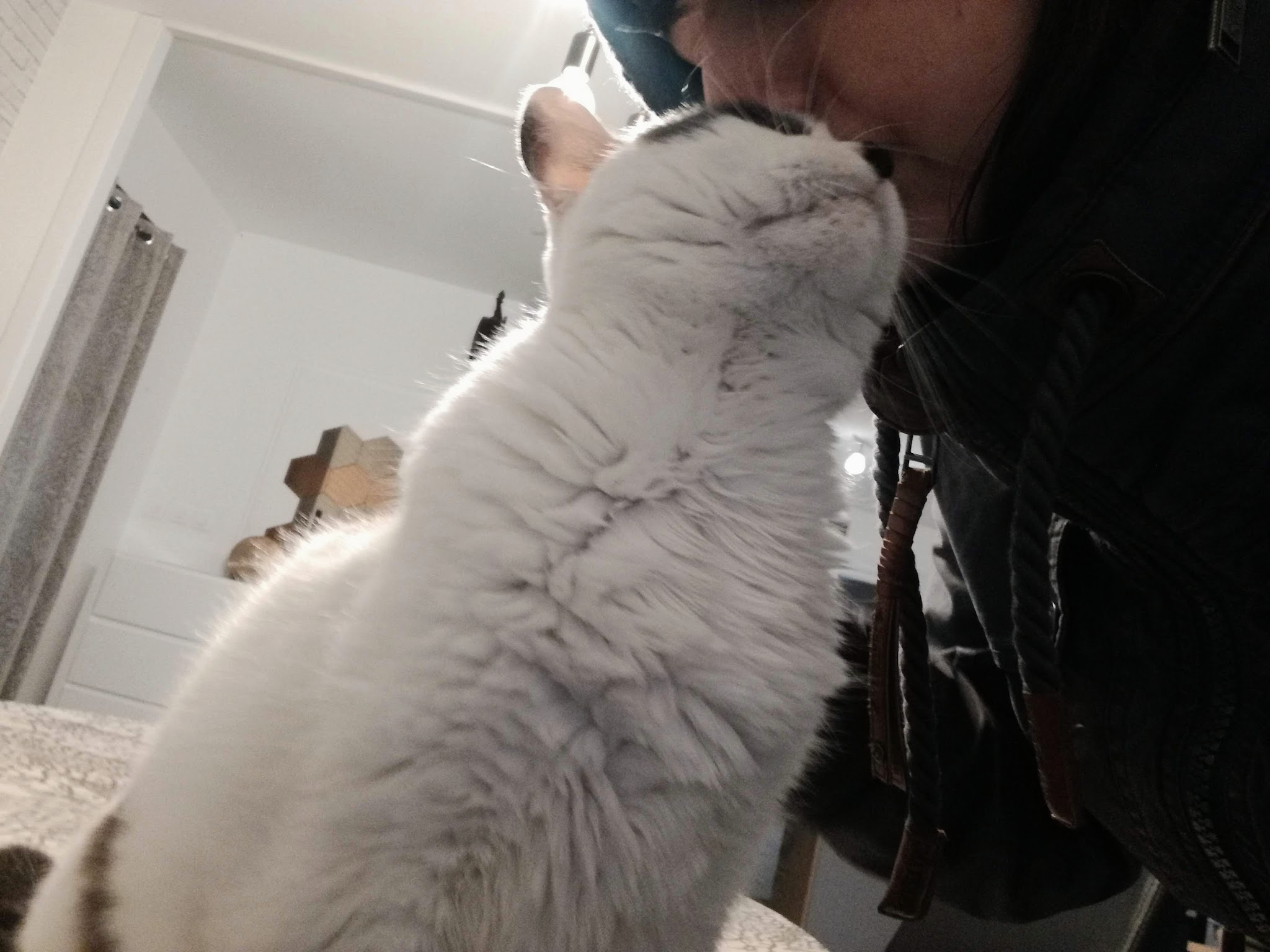 Plumes et Moustaches - Service professionnel de garde d'animaux à domicile sur Grenoble et ses environs — photo
