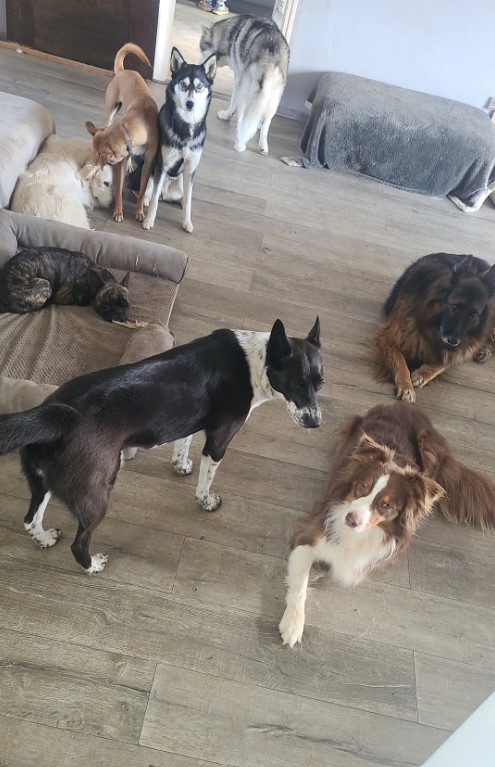 Samanth'Animaux - Garde d'animaux et pension — photo