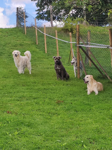 Pension canine/féline La maison de vacances des 4 pattes