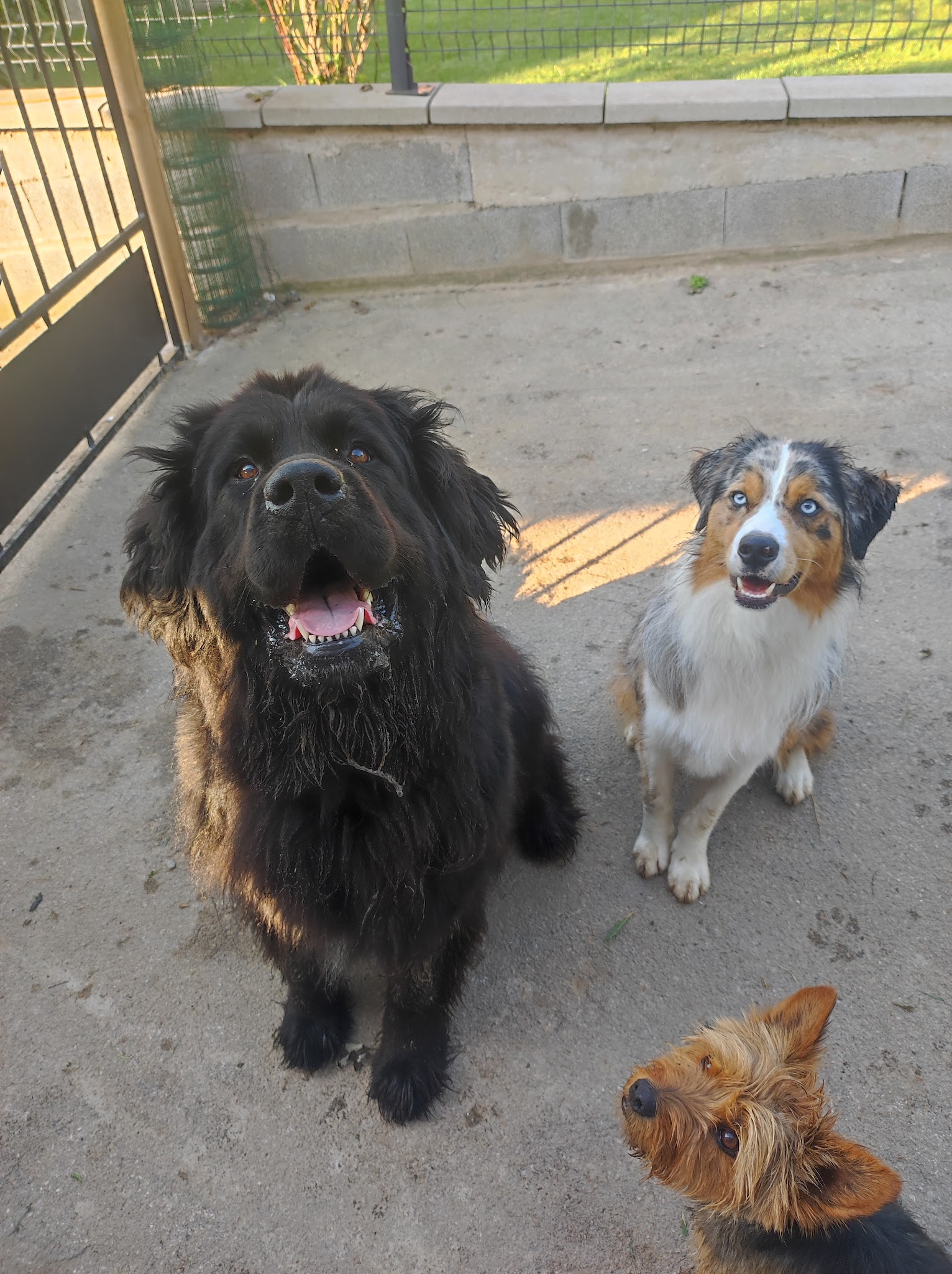 Pension canine/féline La maison de vacances des 4 pattes — photo