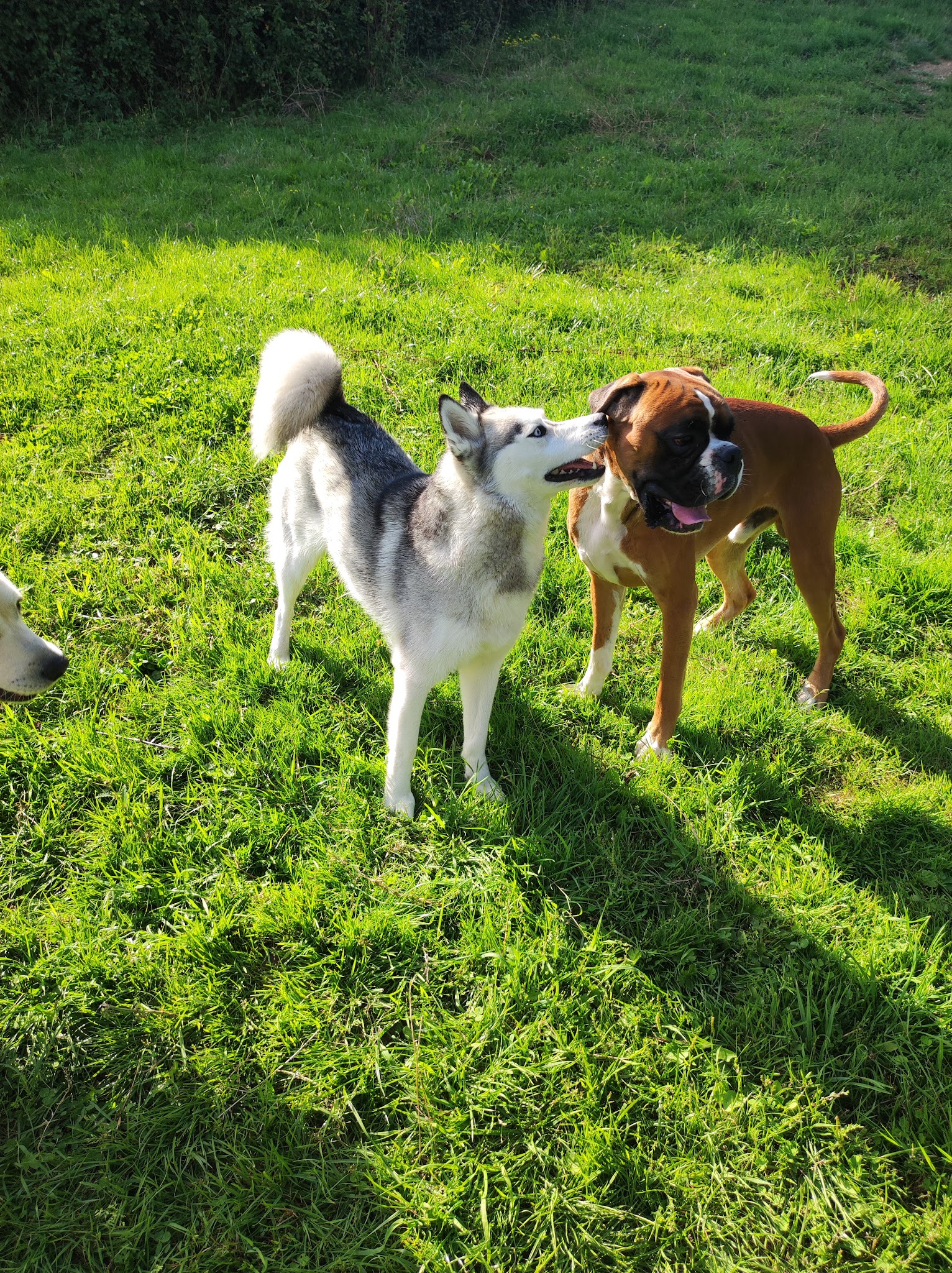 Pension canine/féline La maison de vacances des 4 pattes — photo