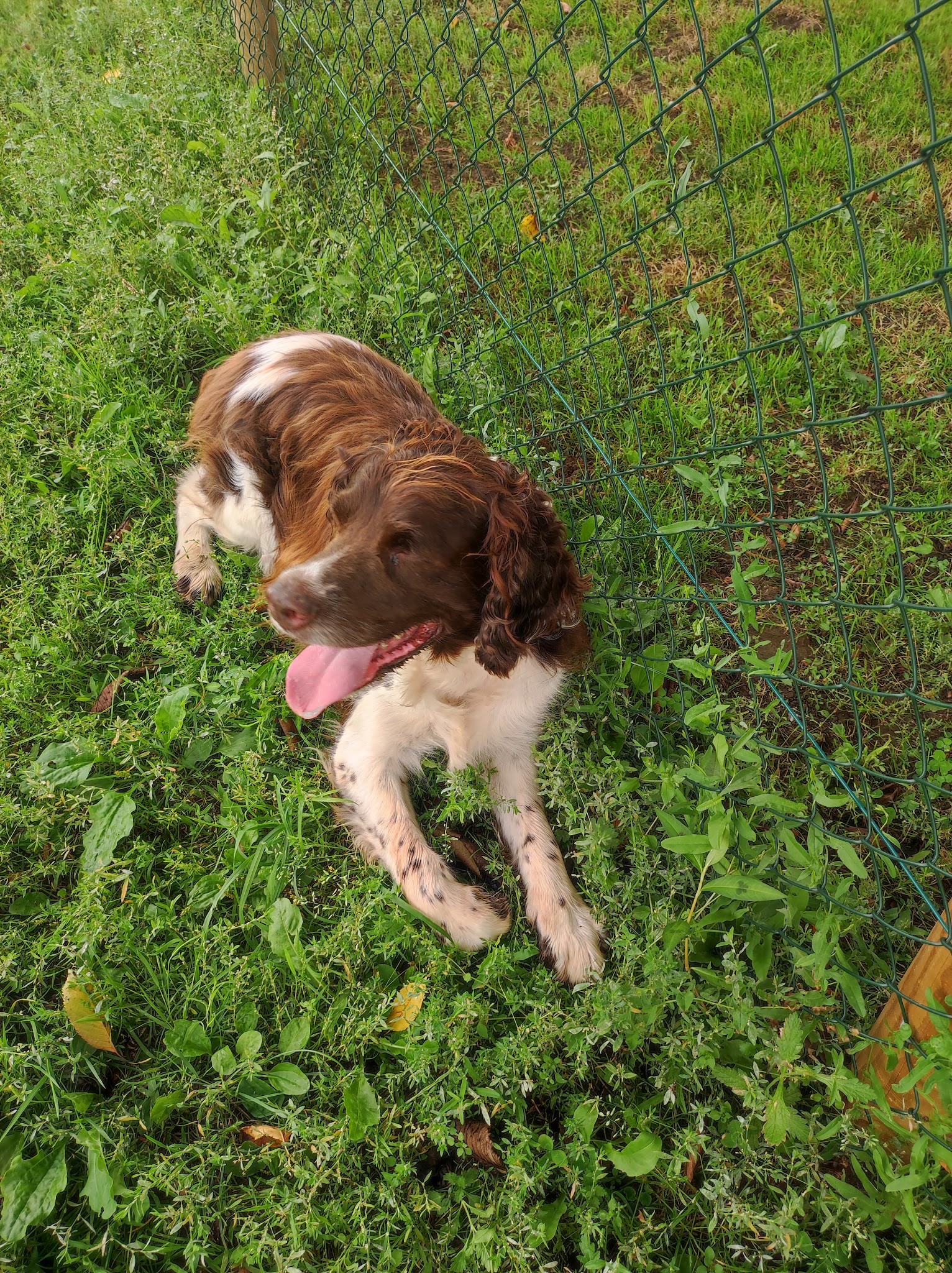 Pension canine/féline La maison de vacances des 4 pattes — photo