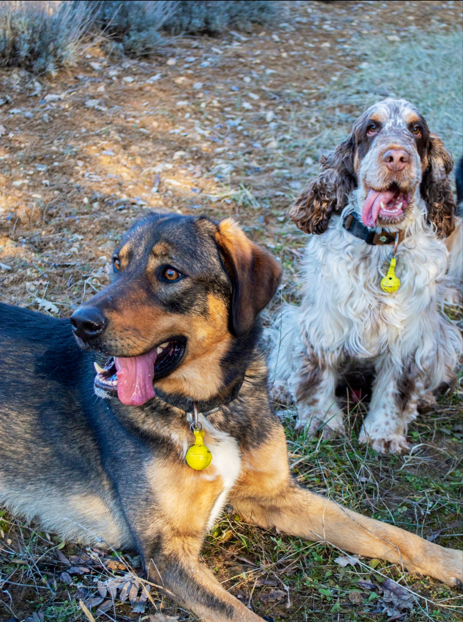 Cani Walk — photo