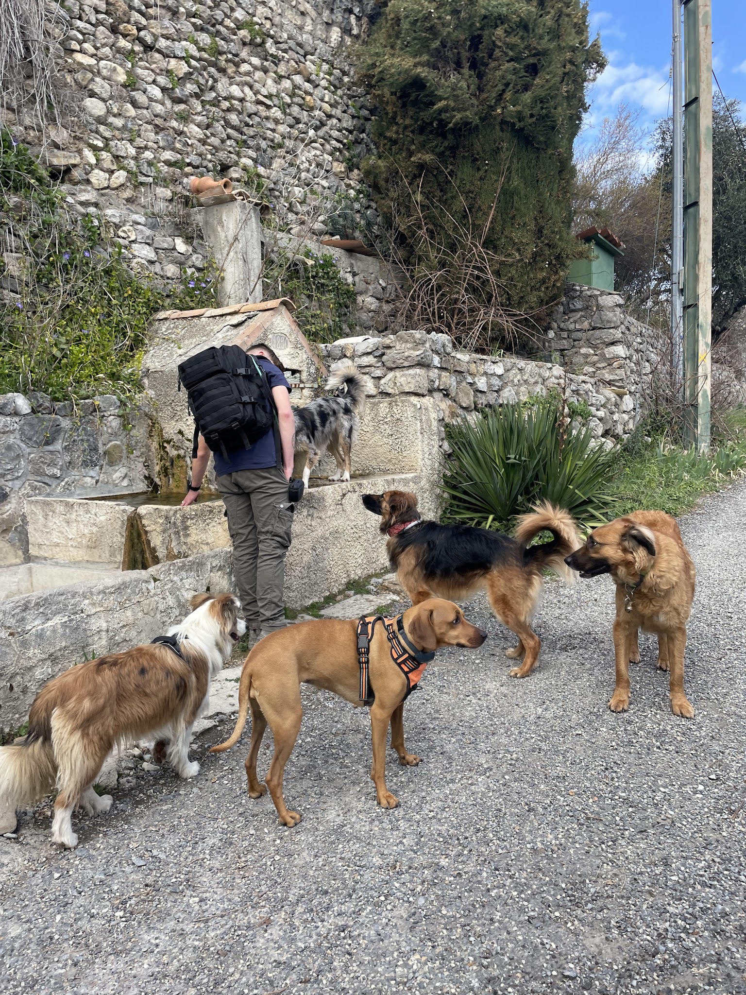 Cani Walk — photo