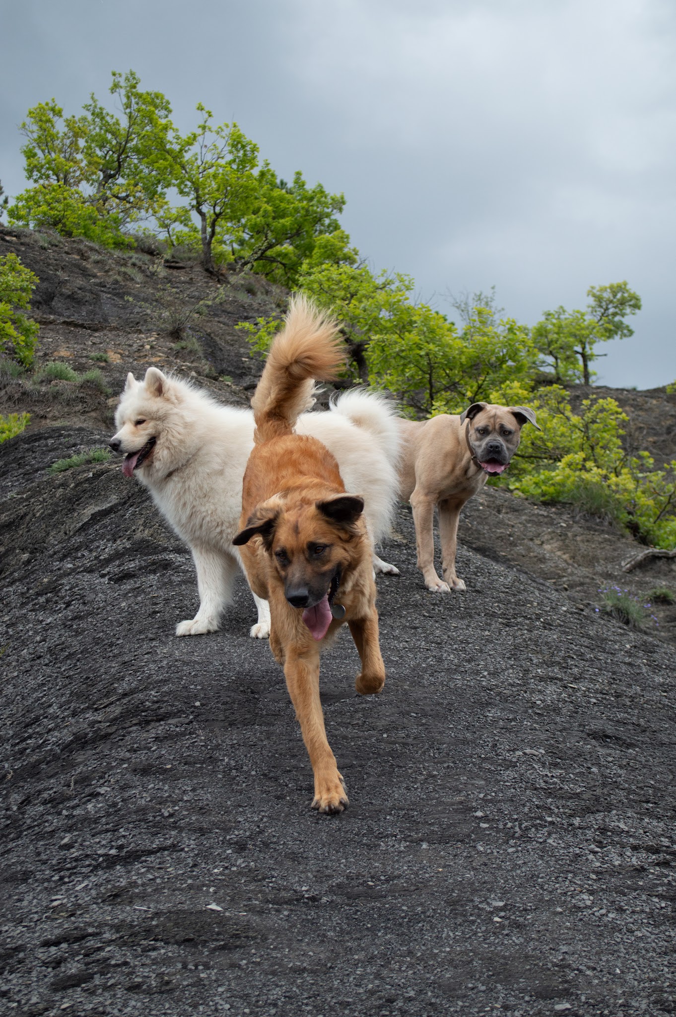 Cani Walk — photo