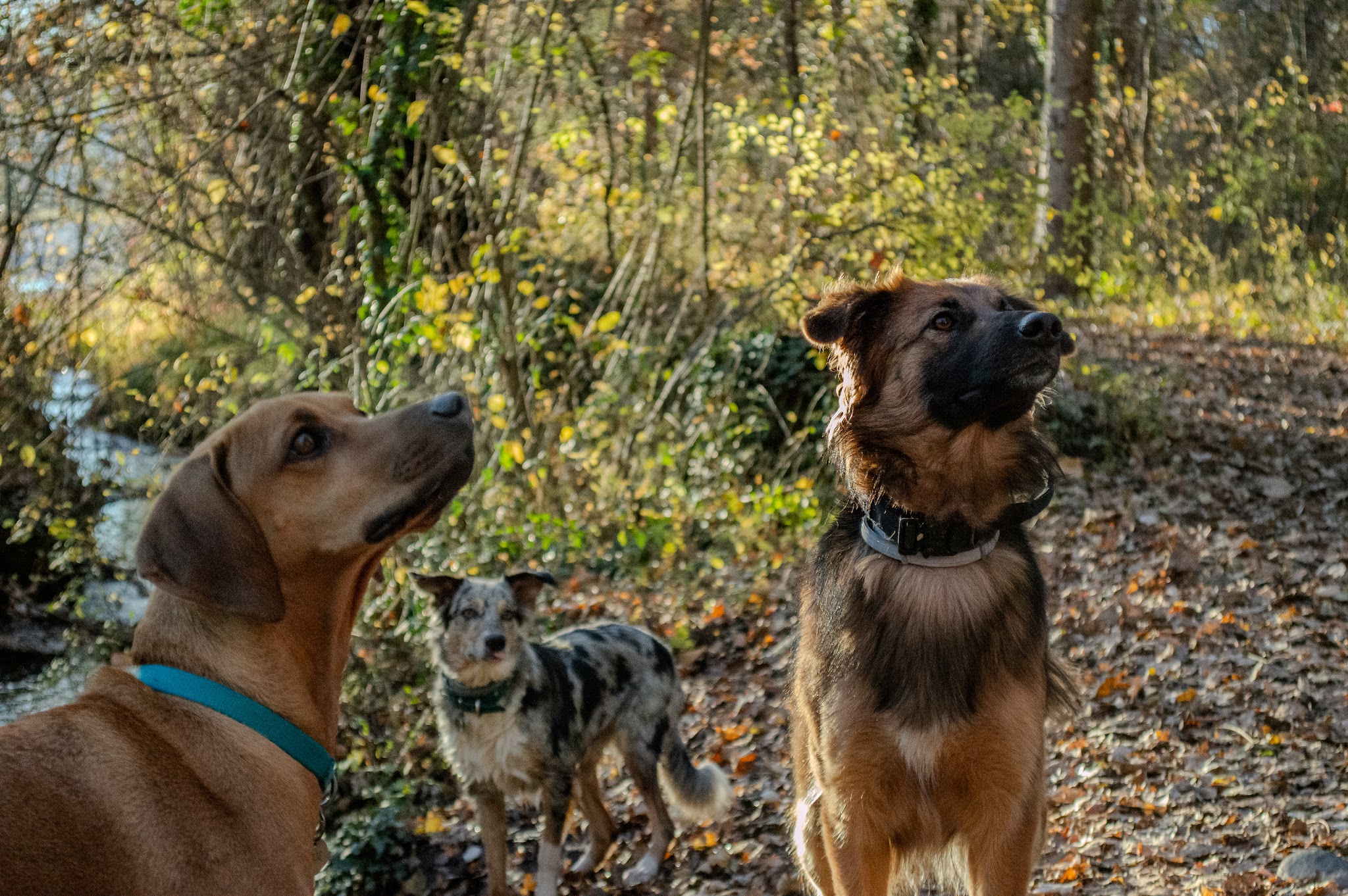 Cani Walk — photo