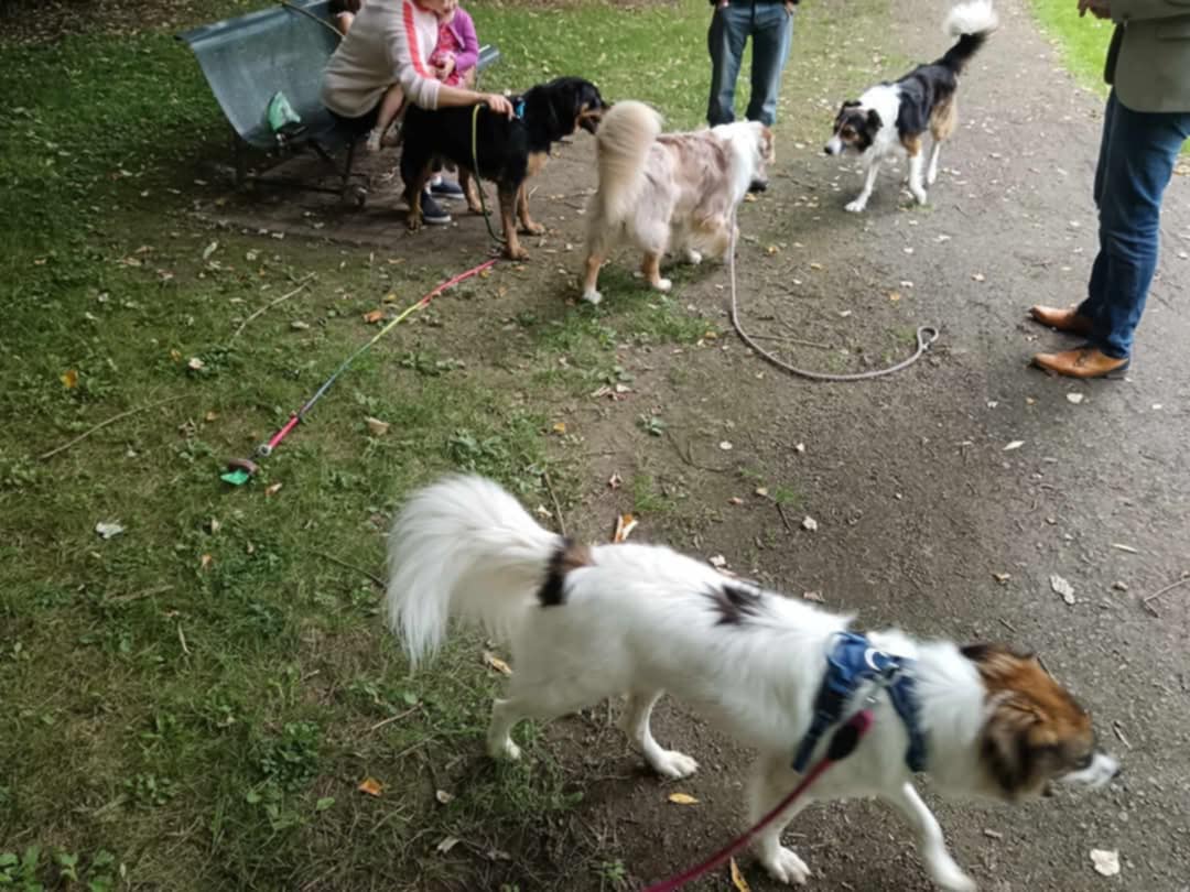 Pet's Heaven 80