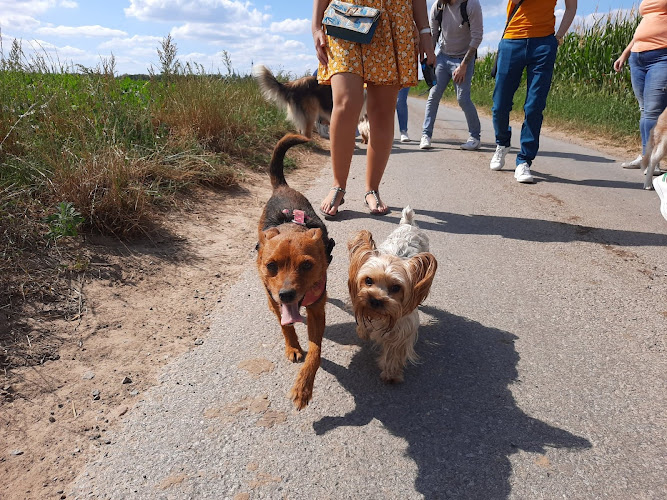 Dog Harmonie Education