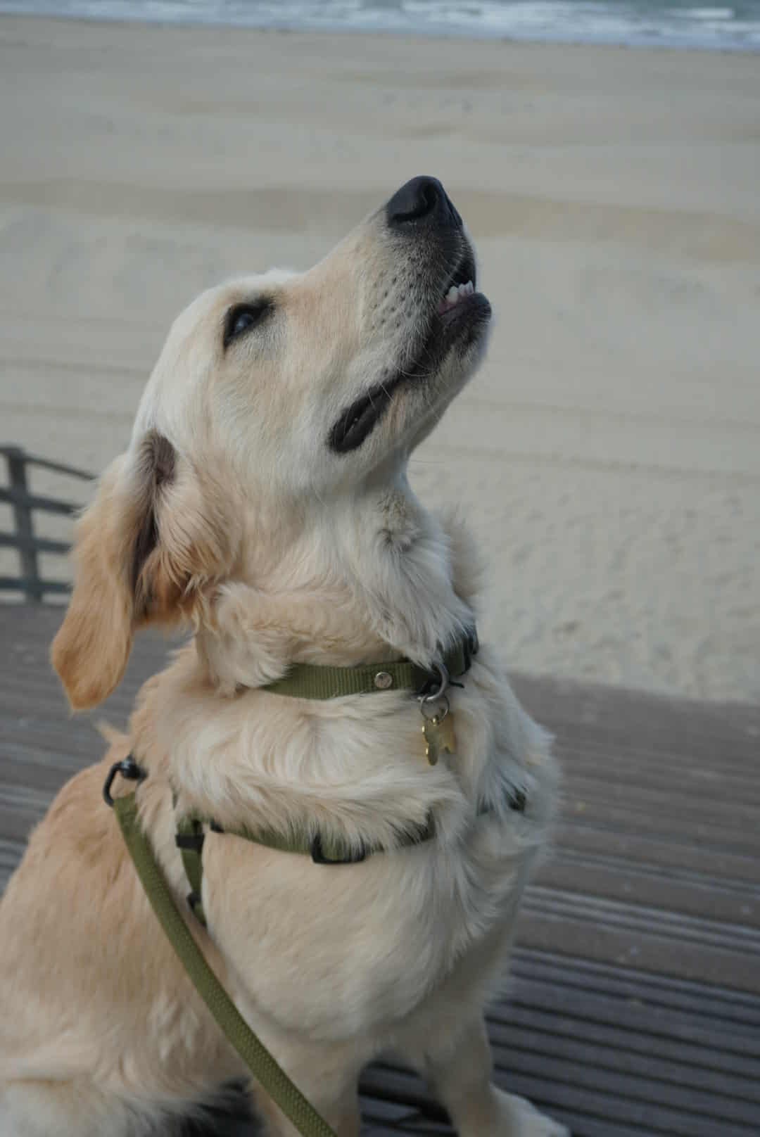 Dog Harmonie Education — photo