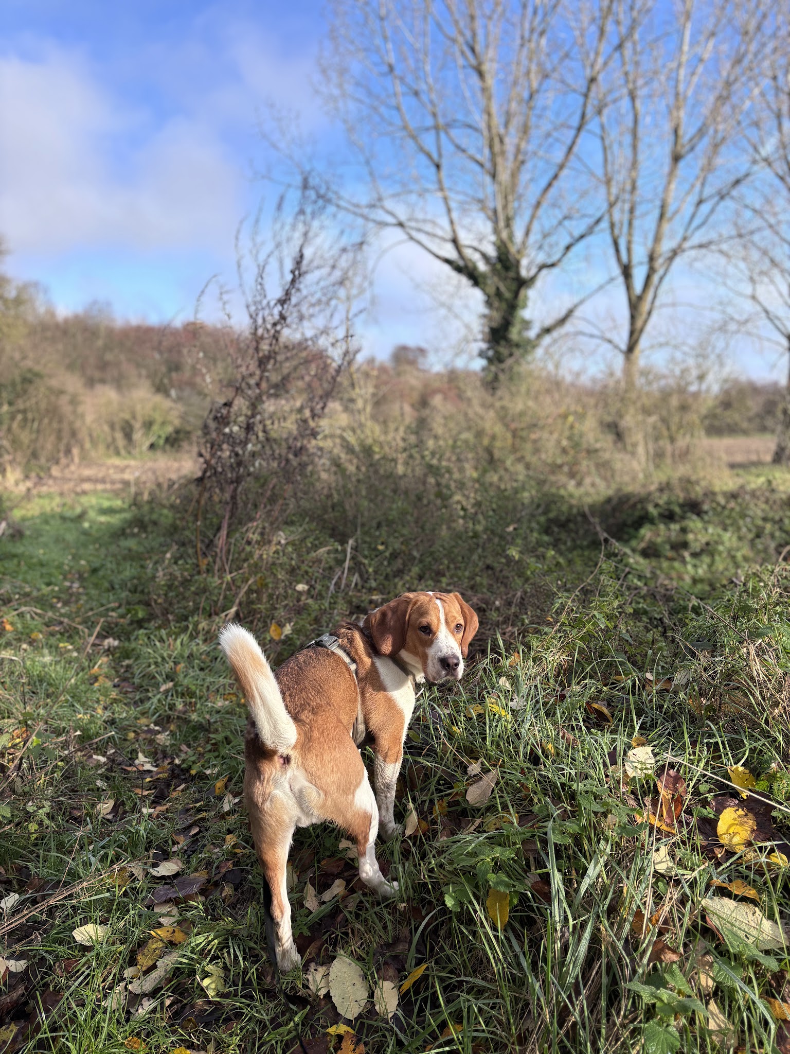 Dog Harmonie Education — photo