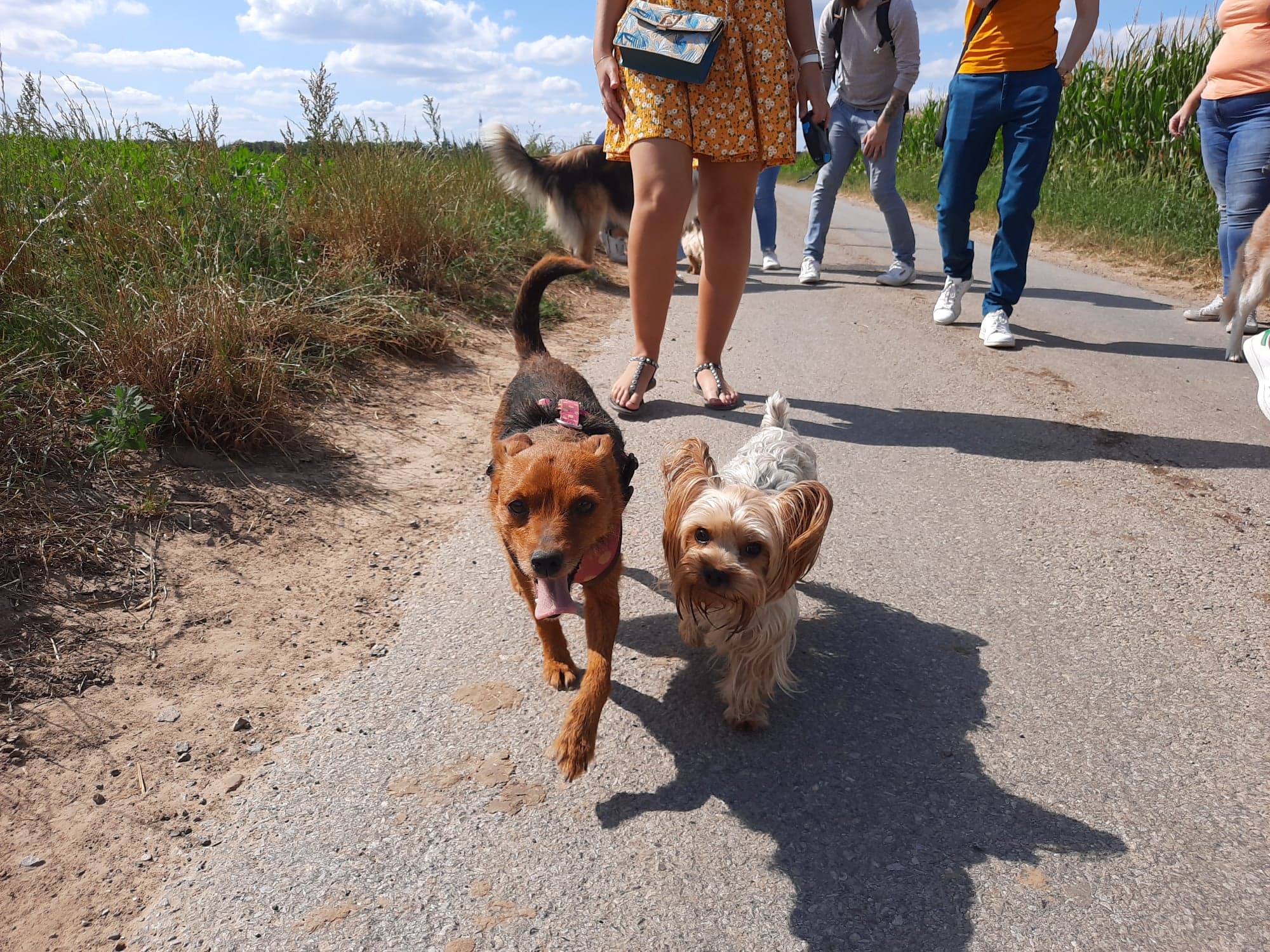 Dog Harmonie Education — photo