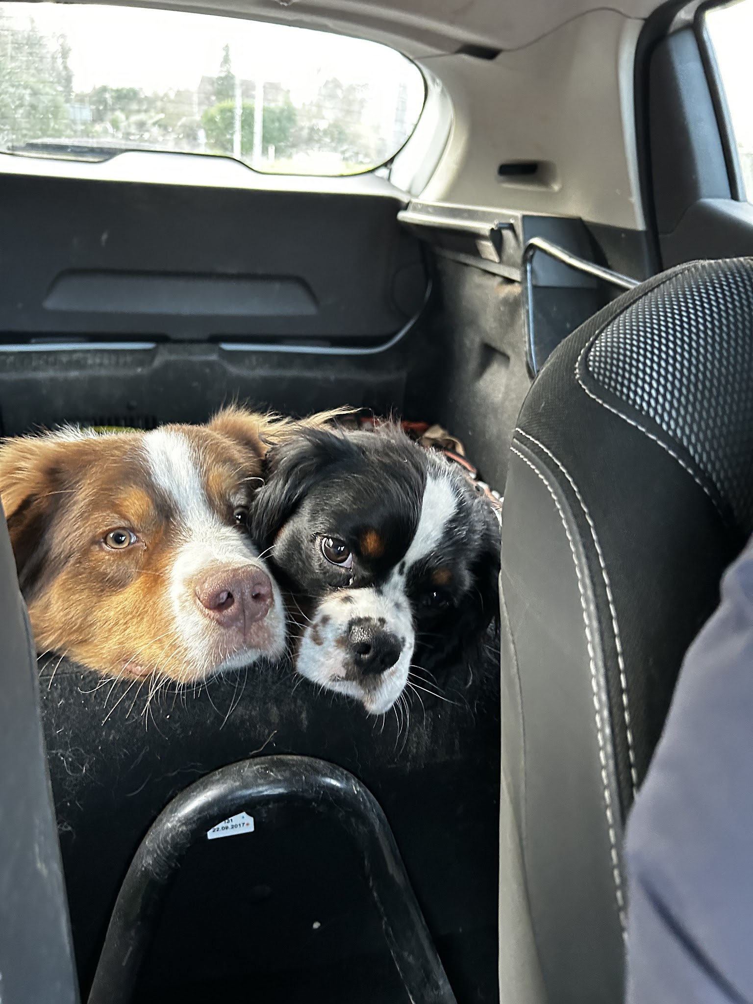 Dog Harmonie Education — photo