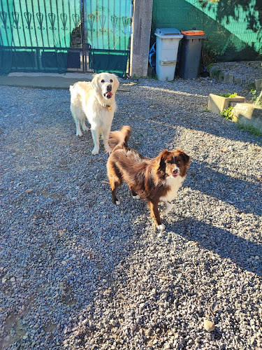 Bien dans nos pattes - Pension canine familiale et éducation