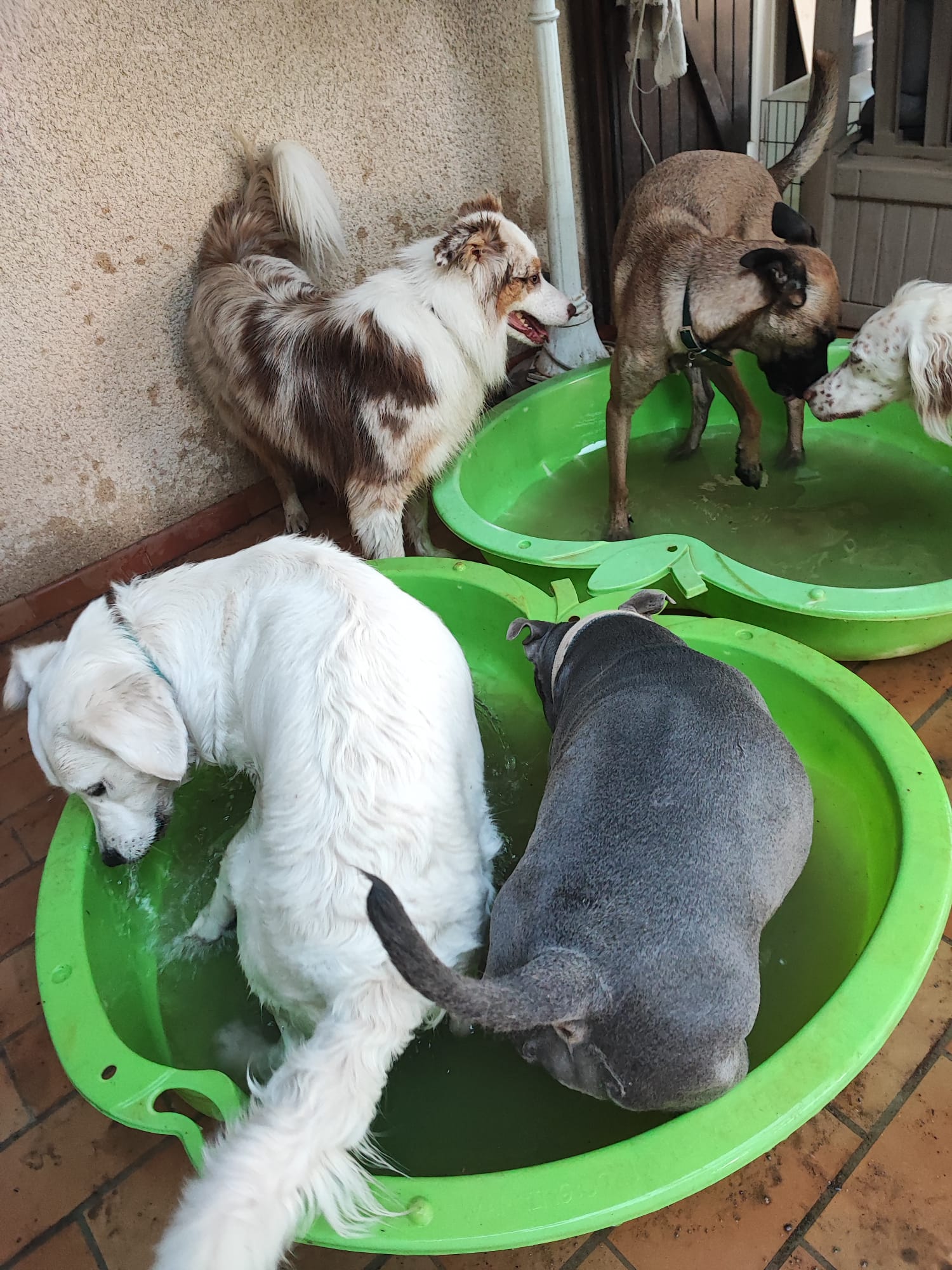 Bien dans nos pattes - Pension canine familiale et éducation — photo