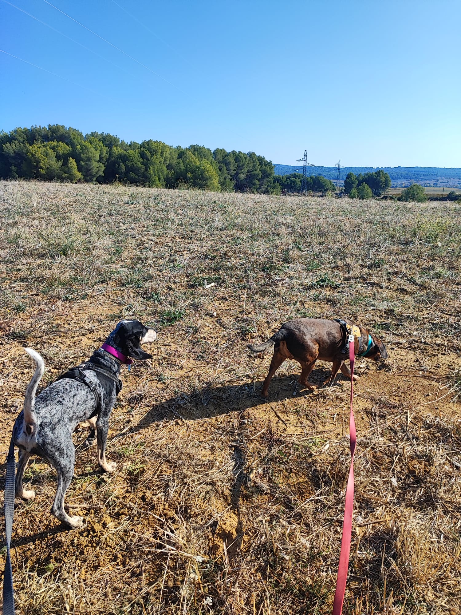 Bien dans nos pattes - Pension canine familiale et éducation — photo