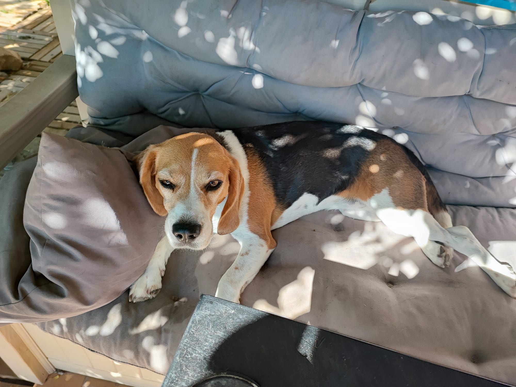Bien dans nos pattes - Pension canine familiale et éducation — photo
