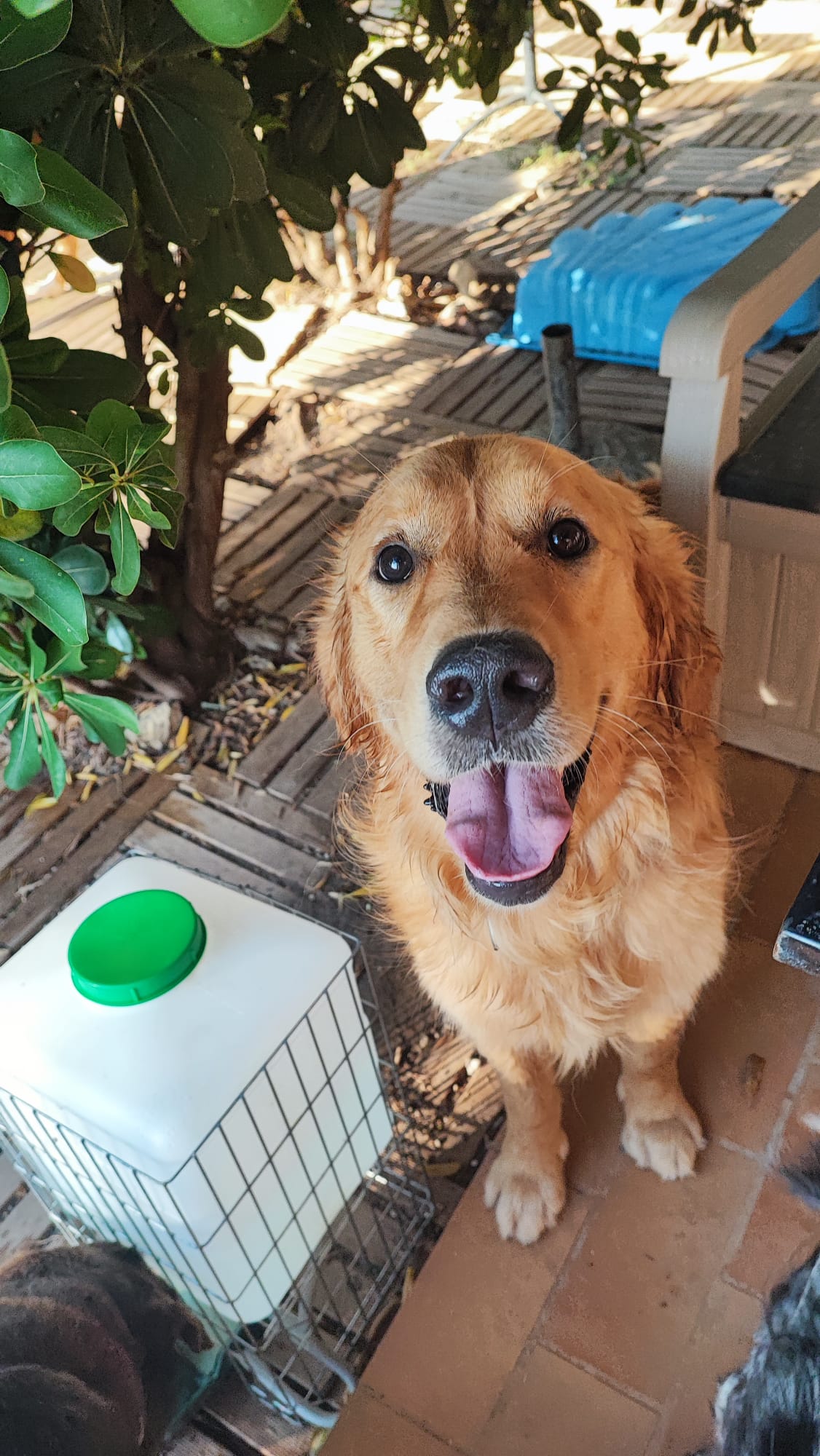Bien dans nos pattes - Pension canine familiale et éducation — photo