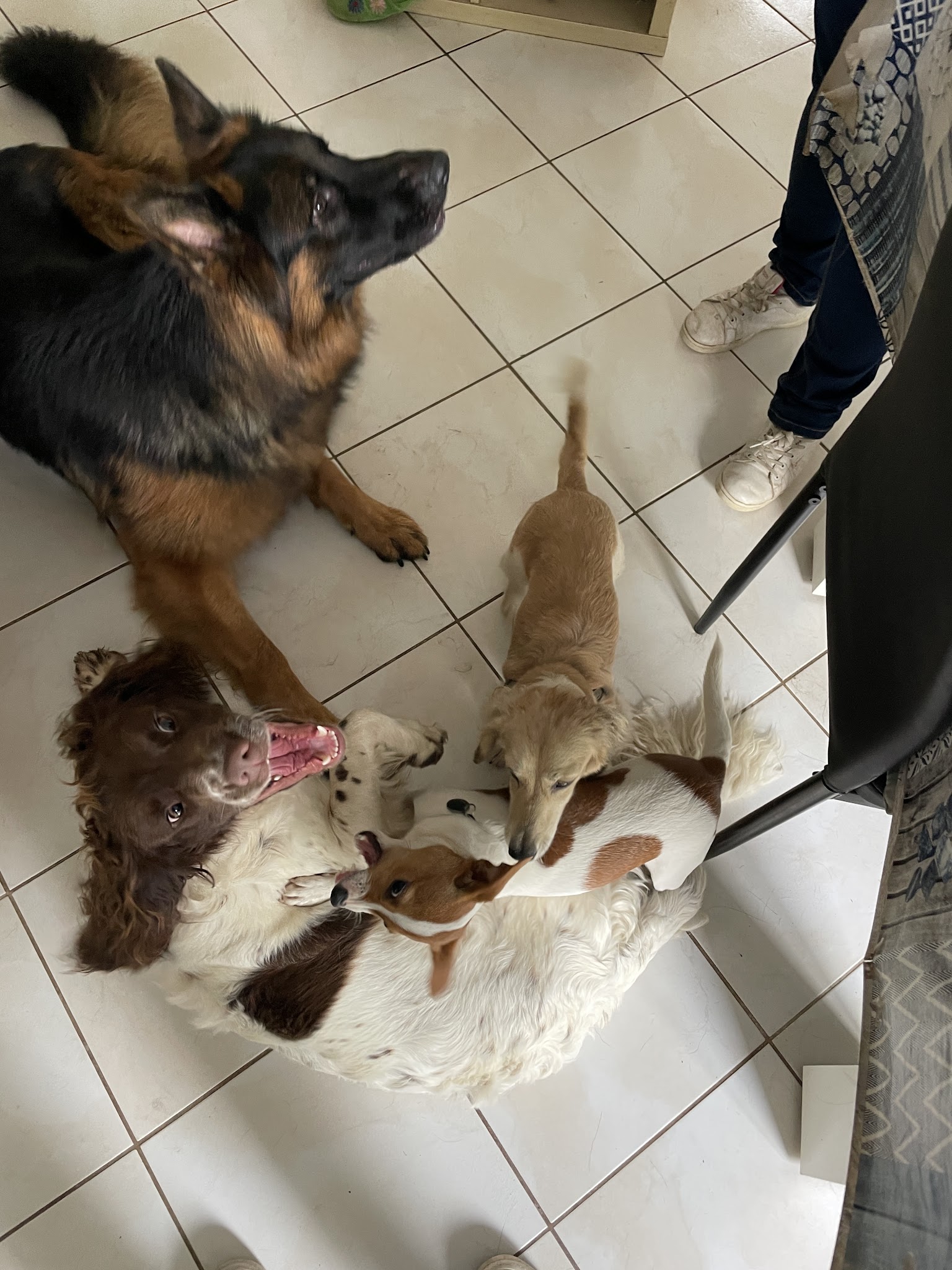 Nath une petsitter au poil — photo