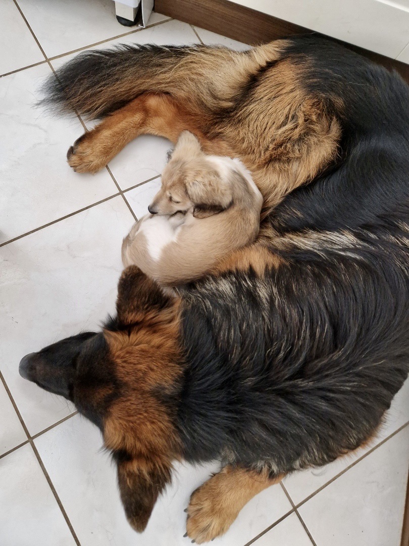 Nath une petsitter au poil — photo