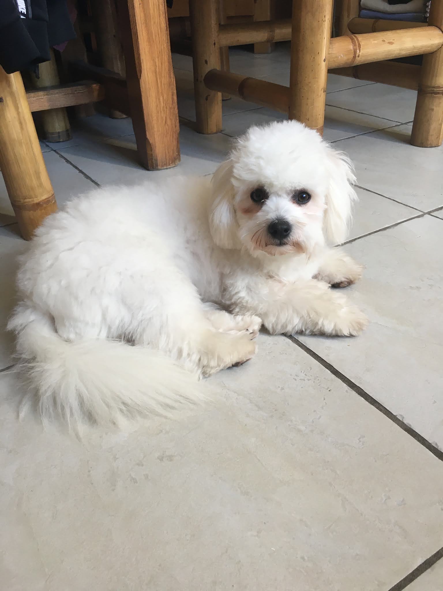 CHIEN STYLE — photo