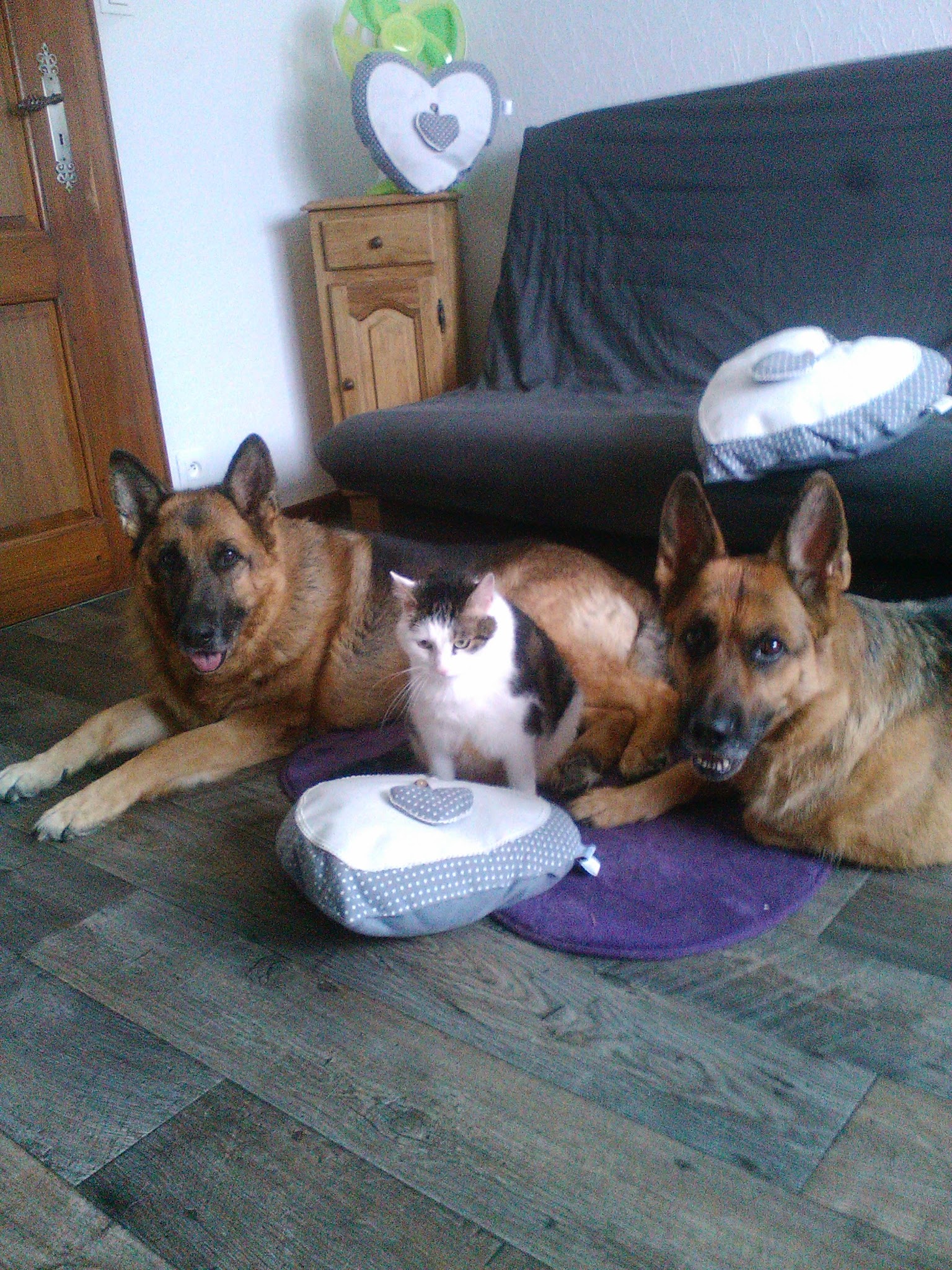Au Bonheur des 4 Pattes Chez Magali — photo