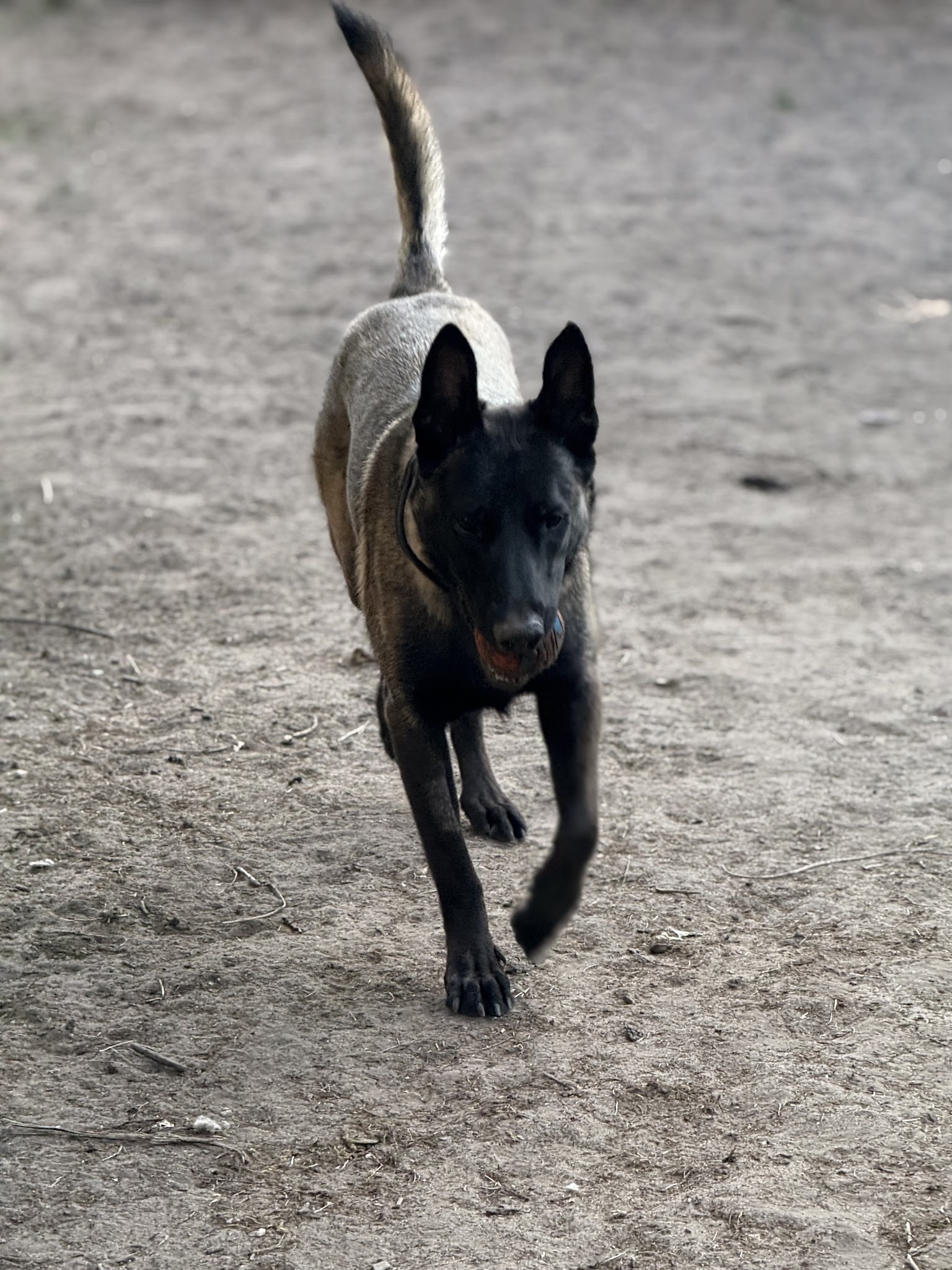 Dogsport 01 — photo