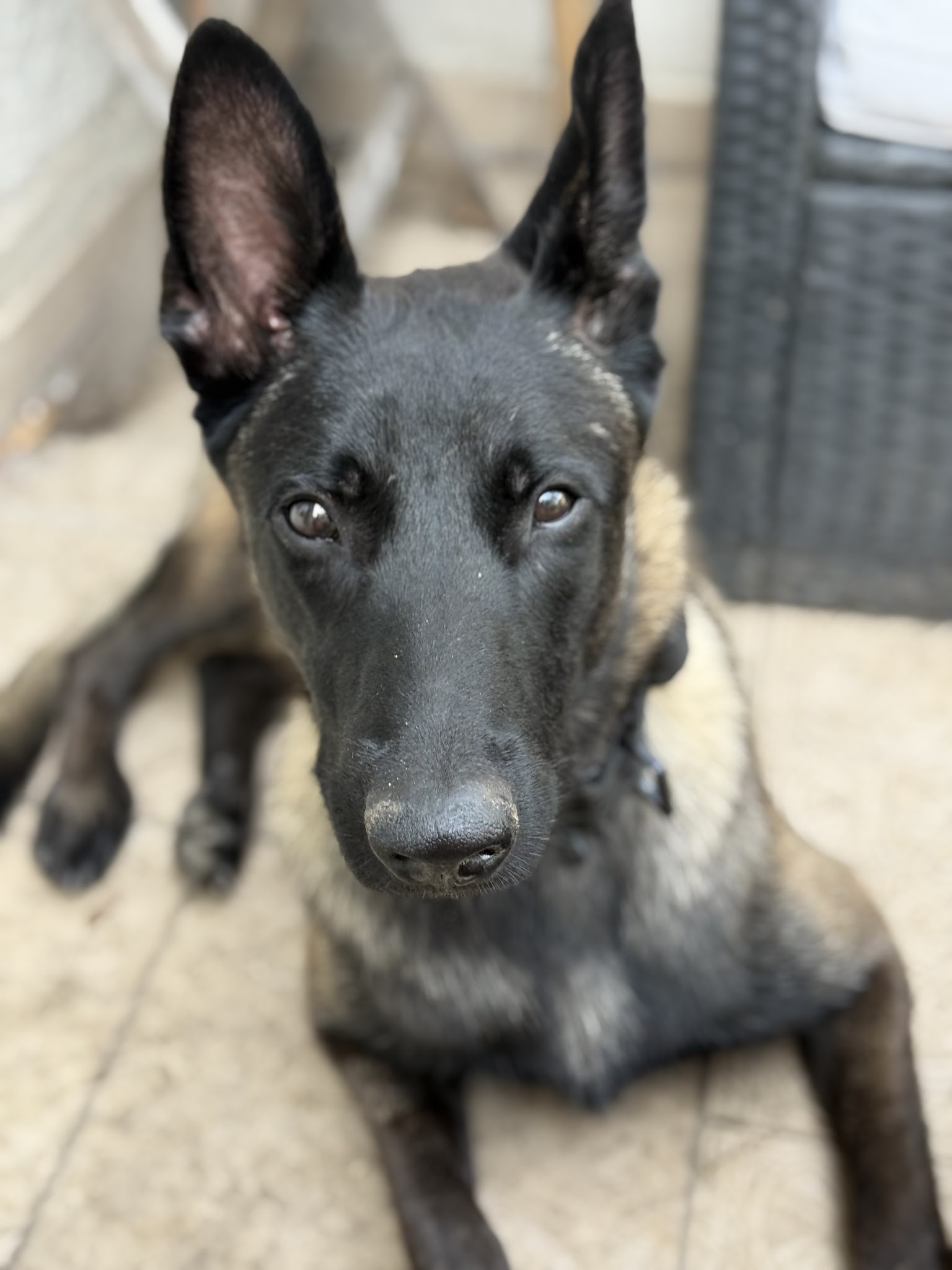 Dogsport 01